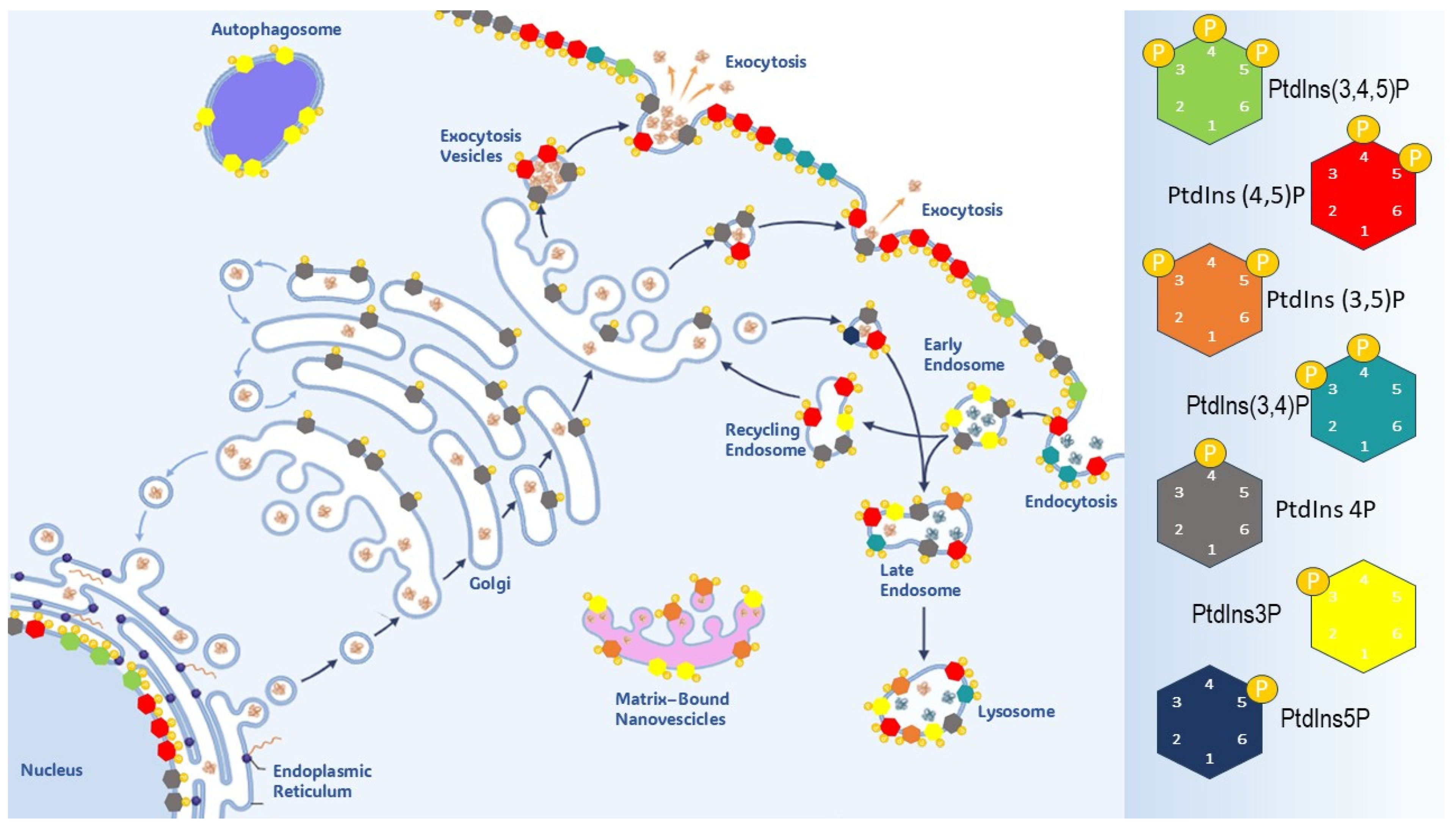Biomolecules 15 00451 g002