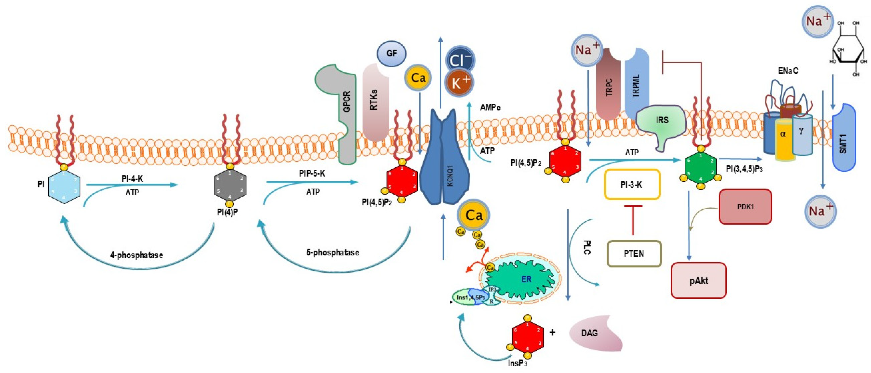 Biomolecules 15 00451 g004