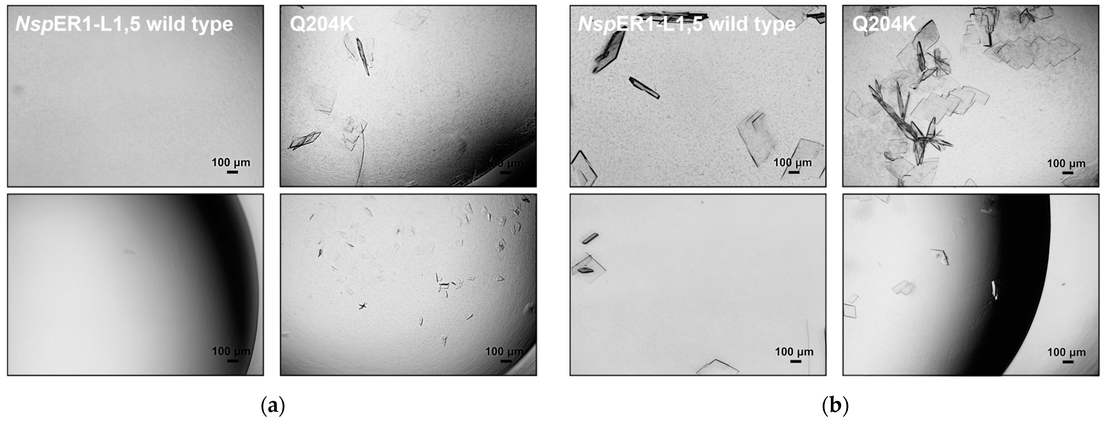 Biomolecules 15 00467 g003 Biomolecules 15 00467 g003
