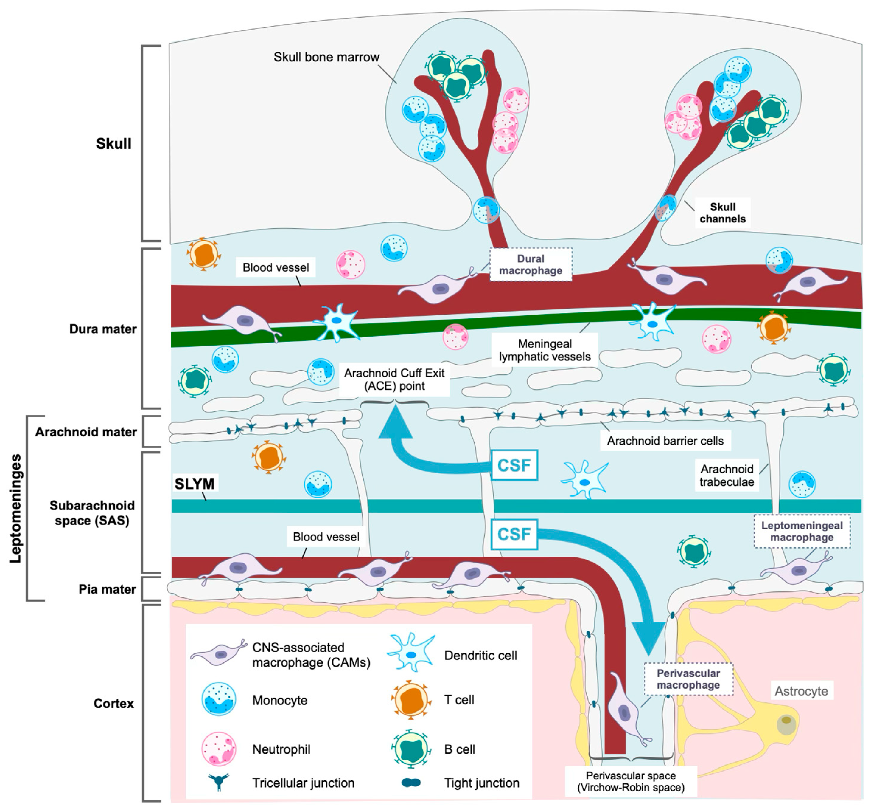Biomolecules 15 00497 g001