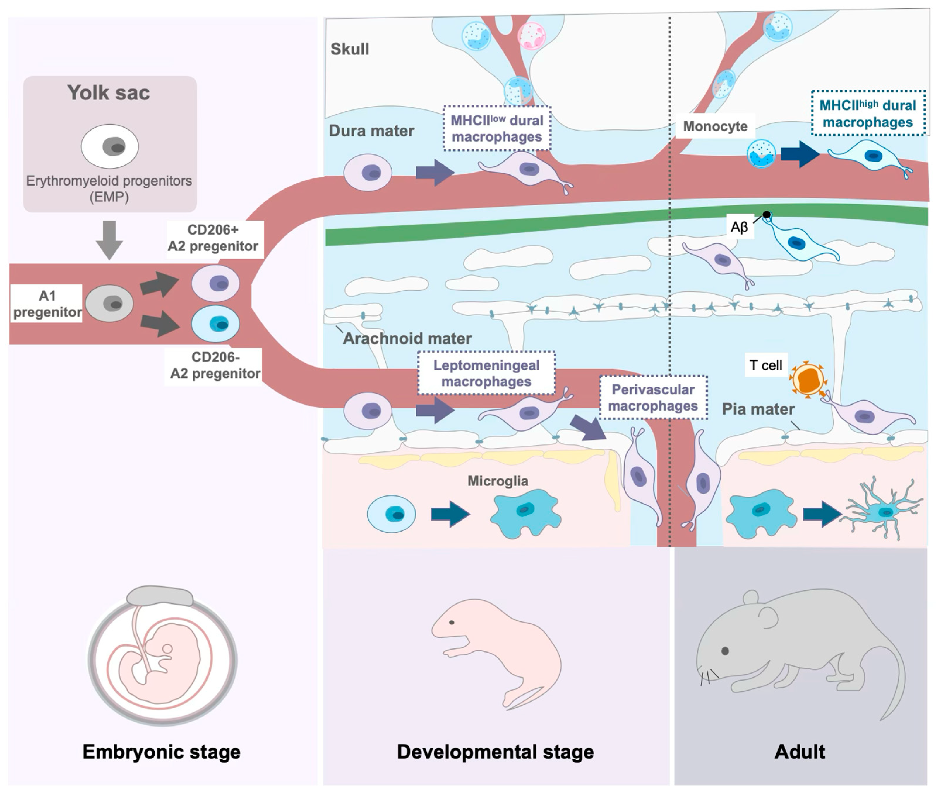 Biomolecules 15 00497 g002