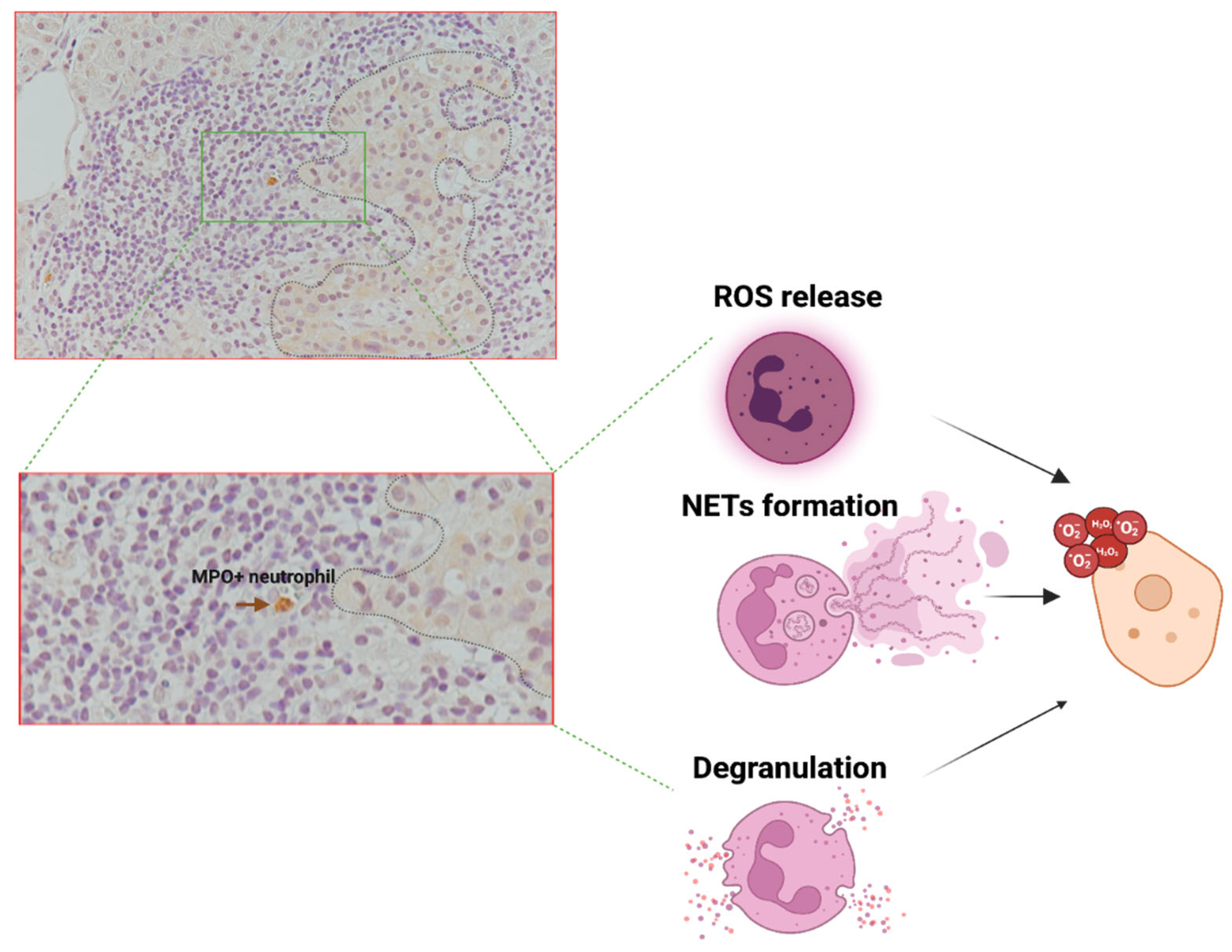 Biomolecules 15 00505 g003 Biomolecules 15 00505 g003