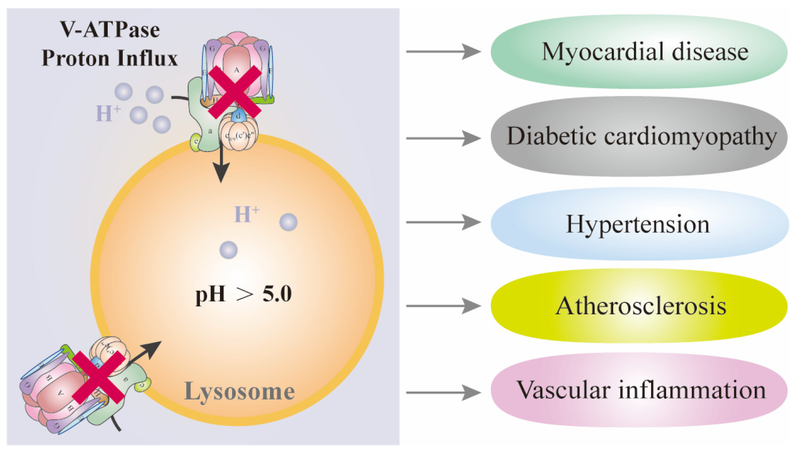 Biomolecules 15 00525 g004