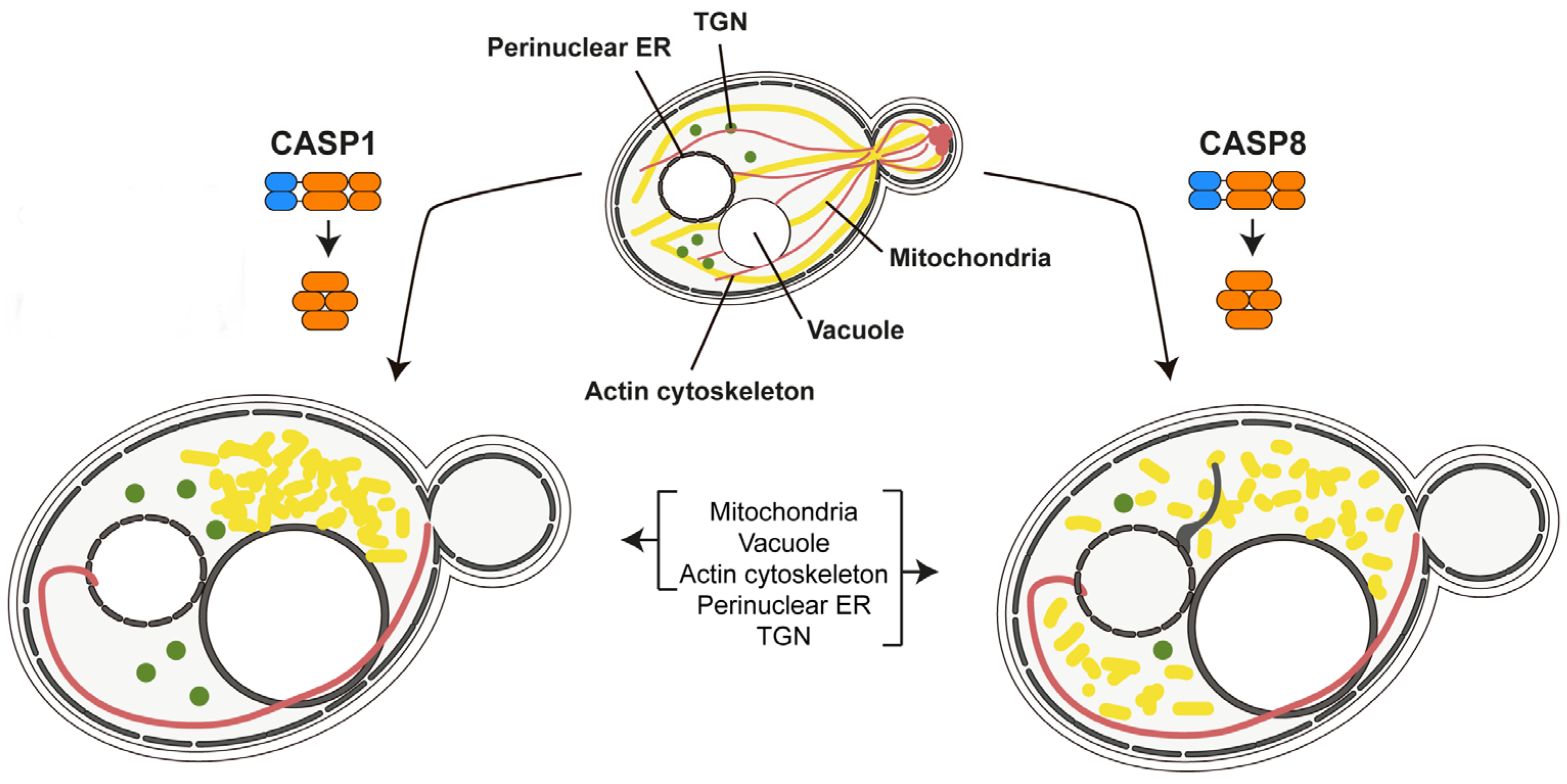 Biomolecules 15 00530 g003