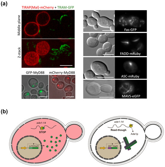 Biomolecules 15 00530 g005
