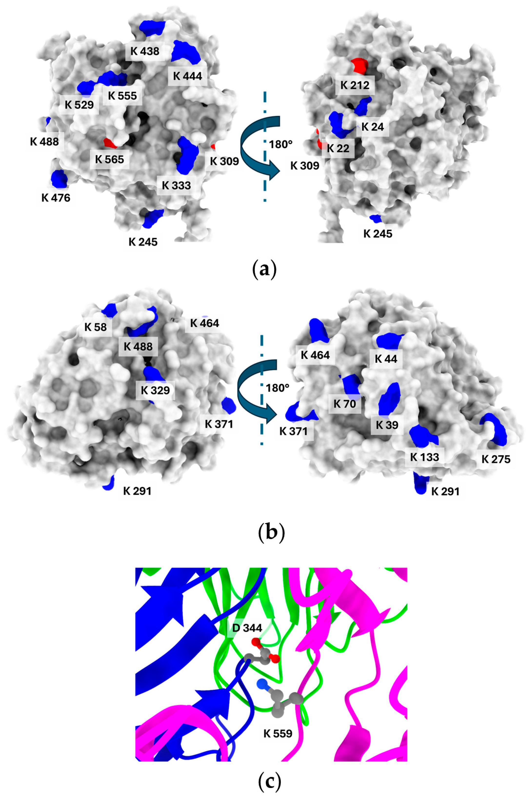 Biomolecules 15 00531 g004