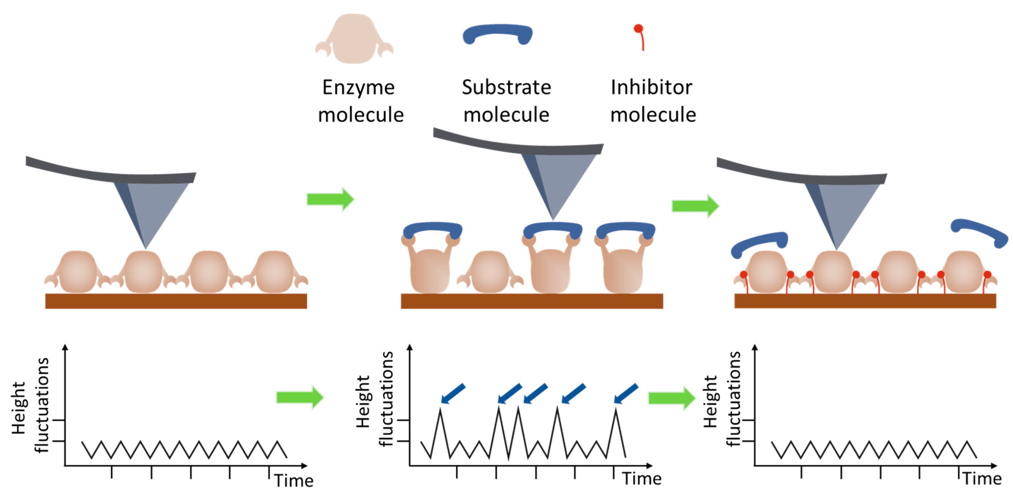 Biomolecules 15 00574 g003