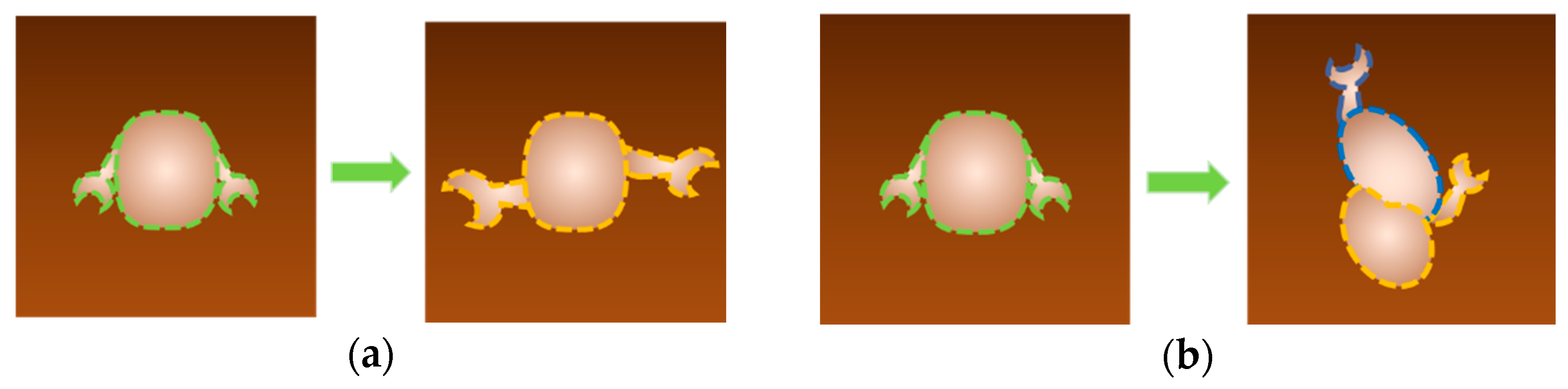 Biomolecules 15 00574 g007