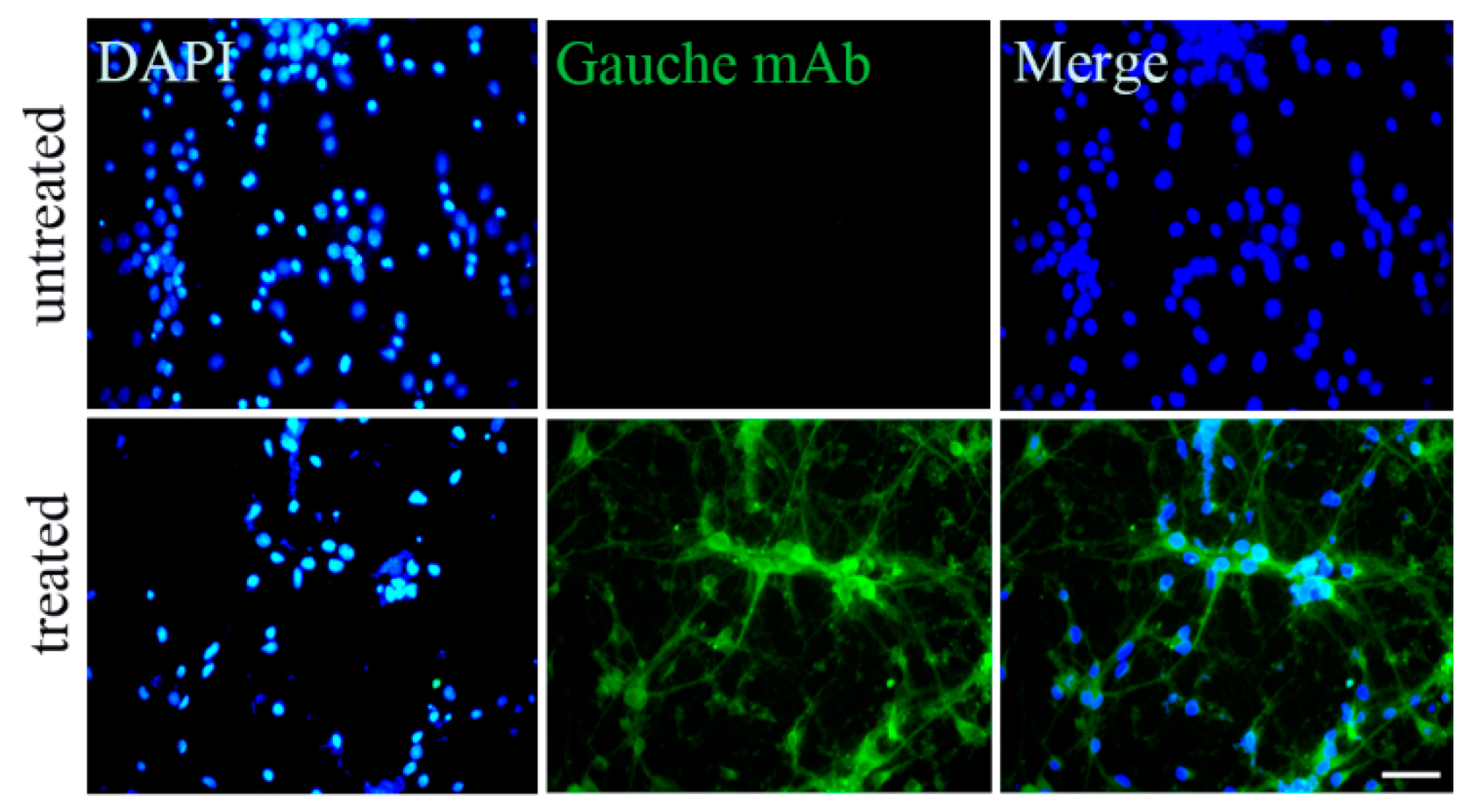 Biomolecules 15 00585 g006 Biomolecules 15 00585 g006