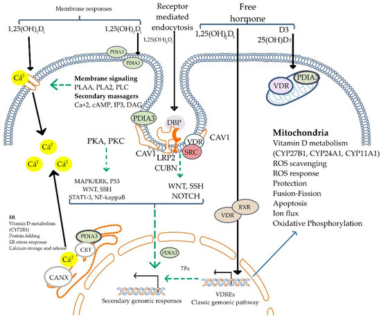 Biomolecules 15 00586 g004