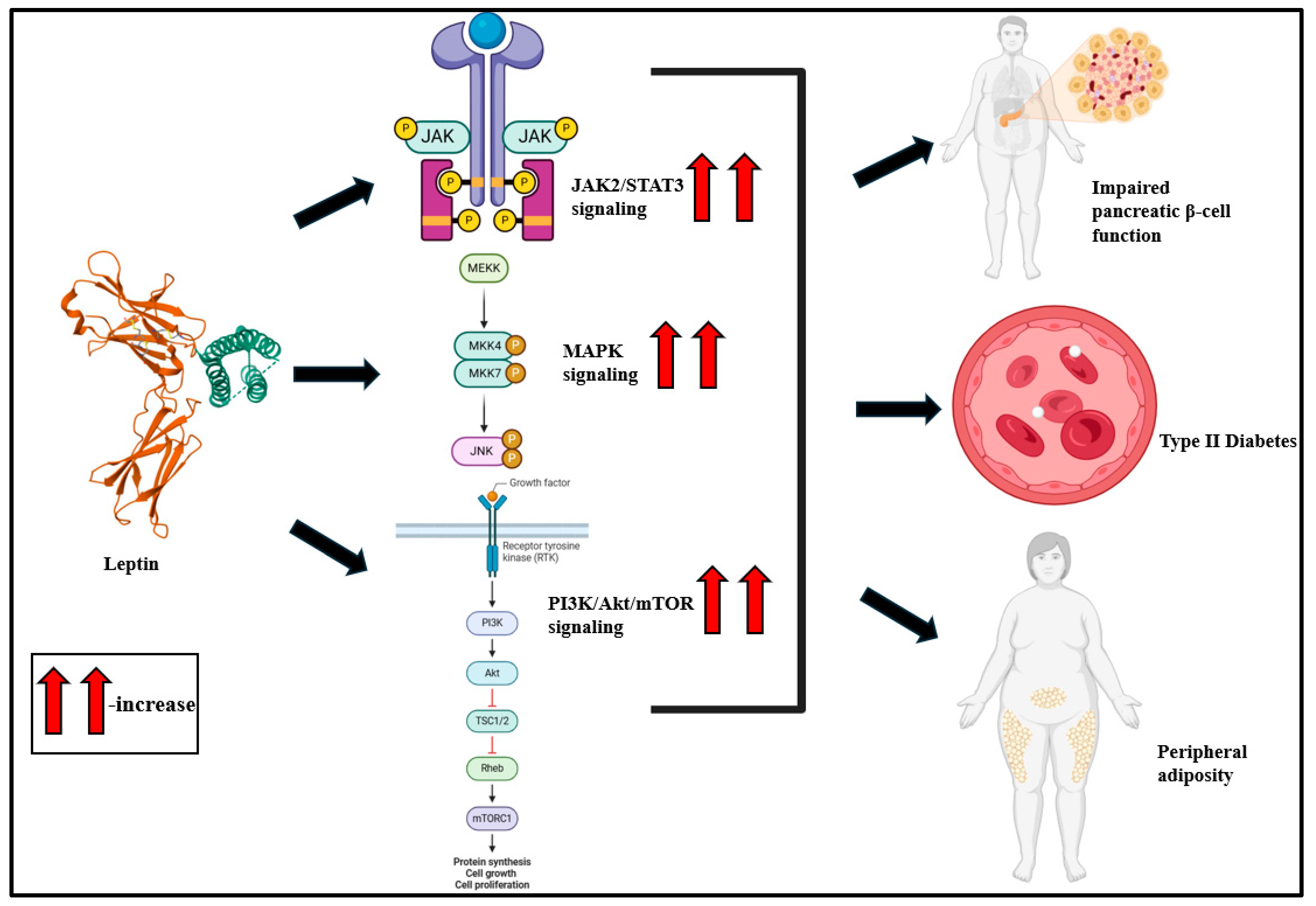 Biomolecules 15 00612 g003