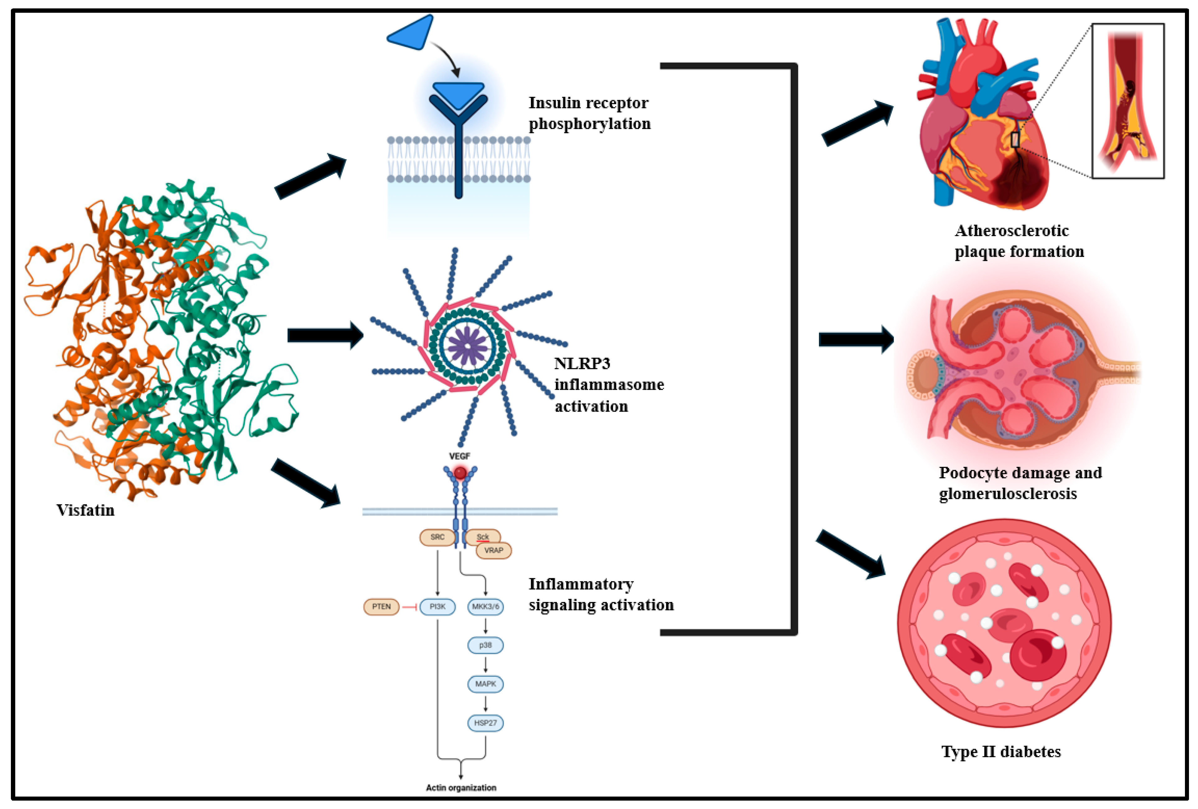 Biomolecules 15 00612 g004