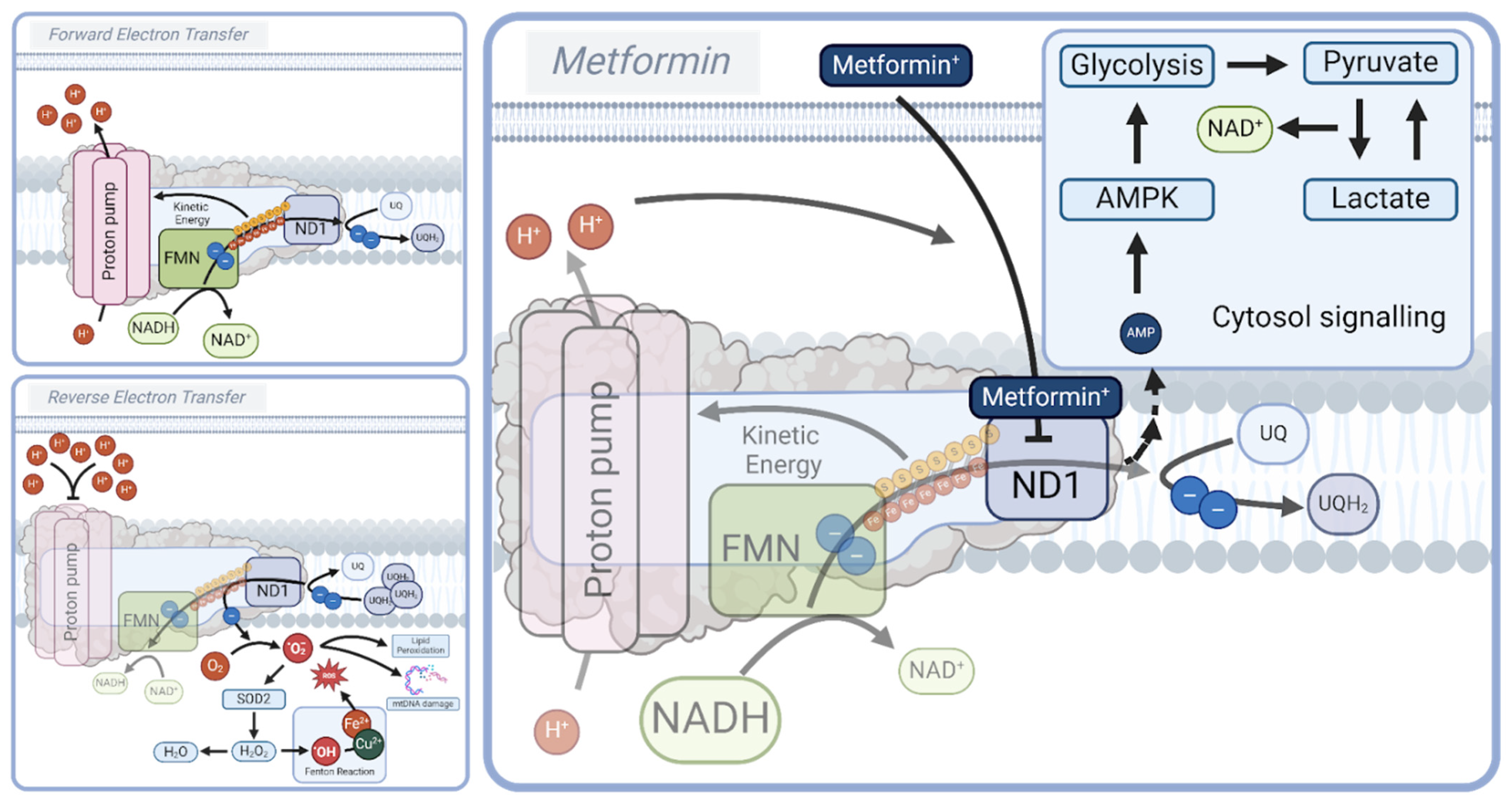 Biomolecules 15 00614 g003