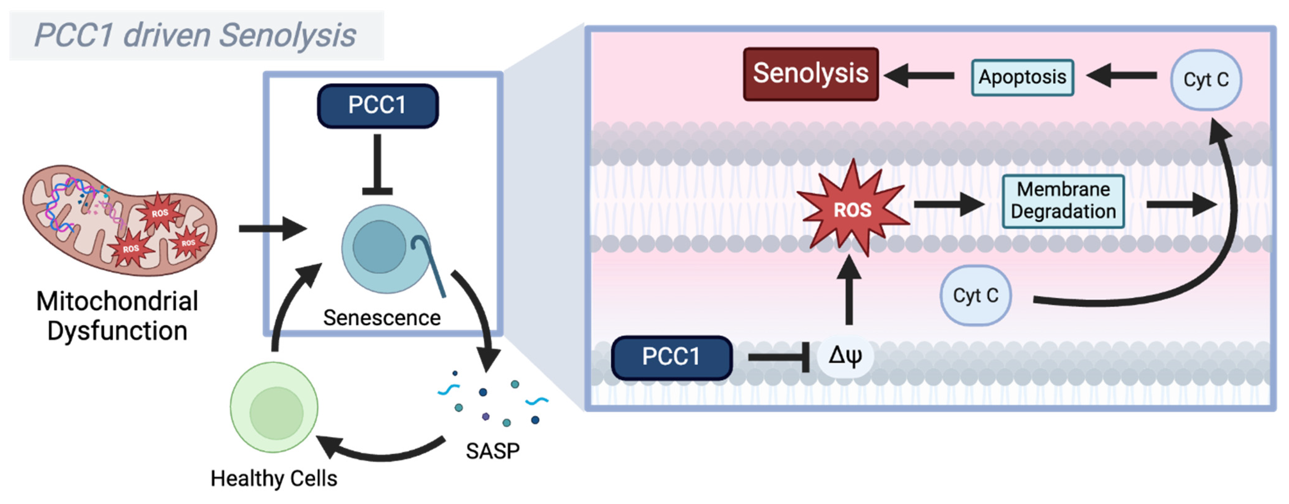 Biomolecules 15 00614 g004