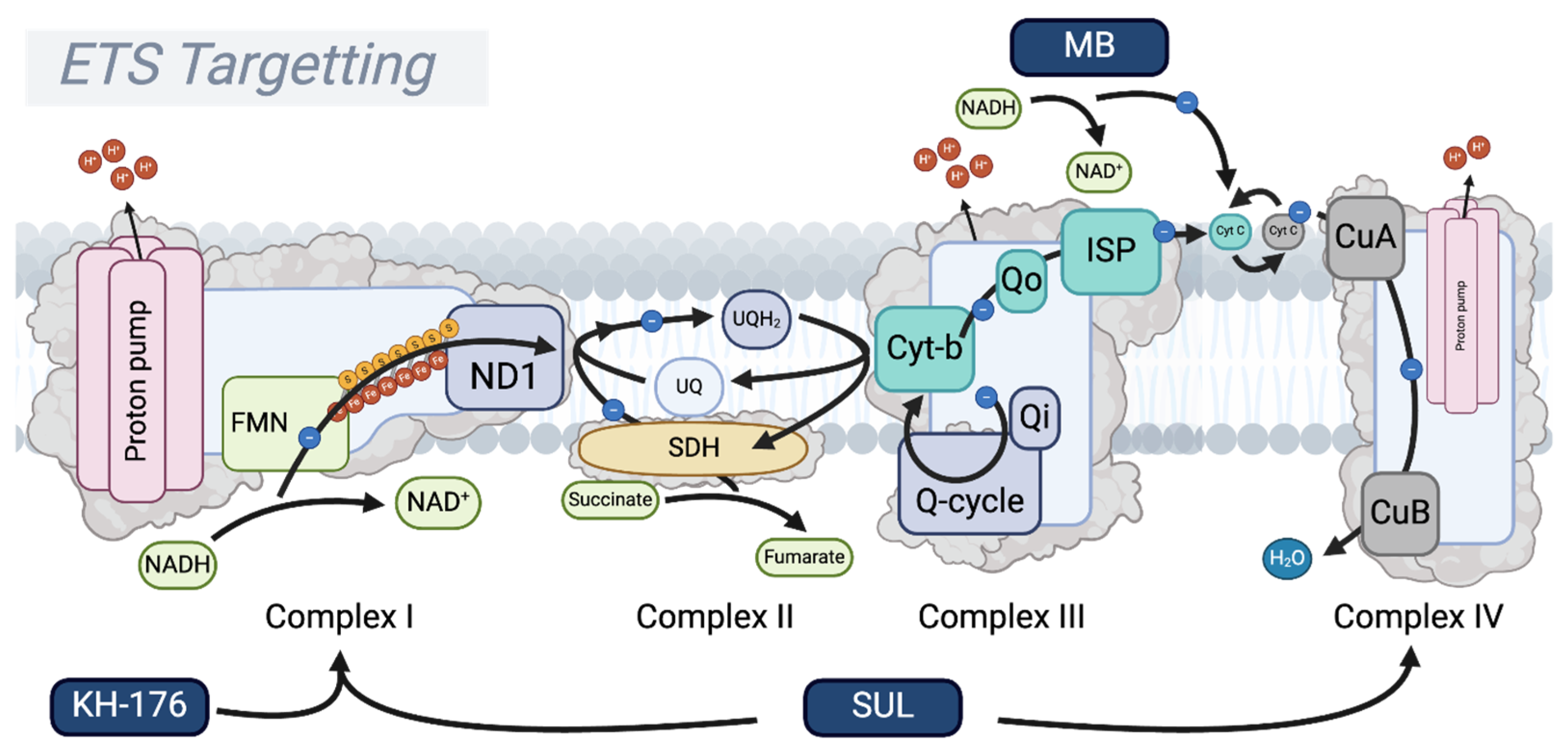 Biomolecules 15 00614 g006