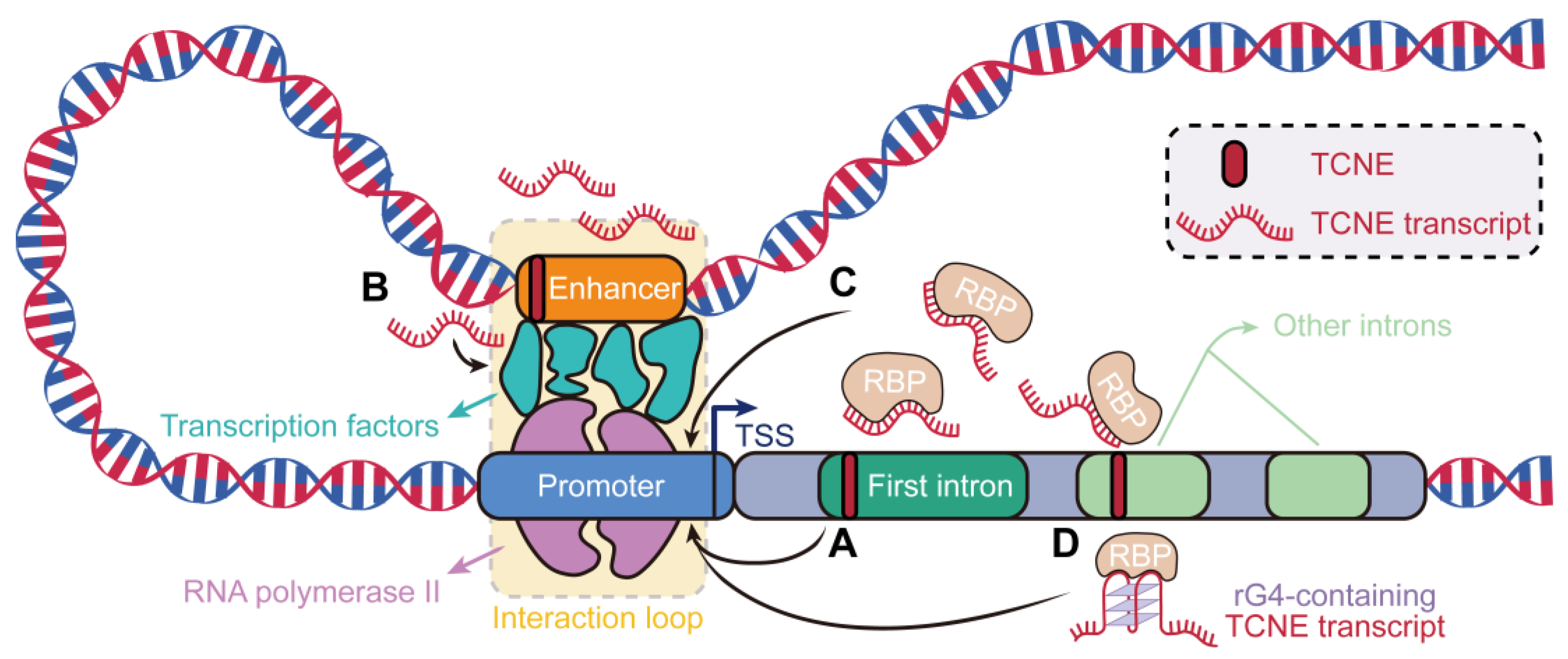 Biomolecules 15 00627 g006
