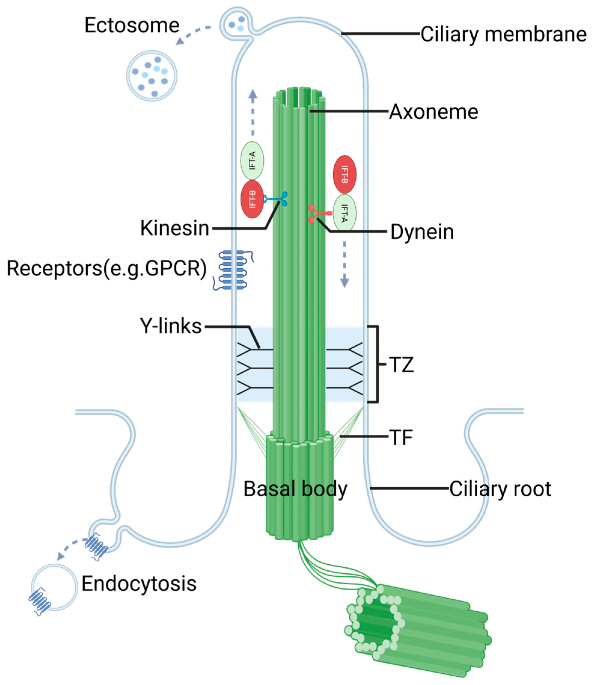 Biomolecules 15 00667 g001 Biomolecules 15 00667 g001