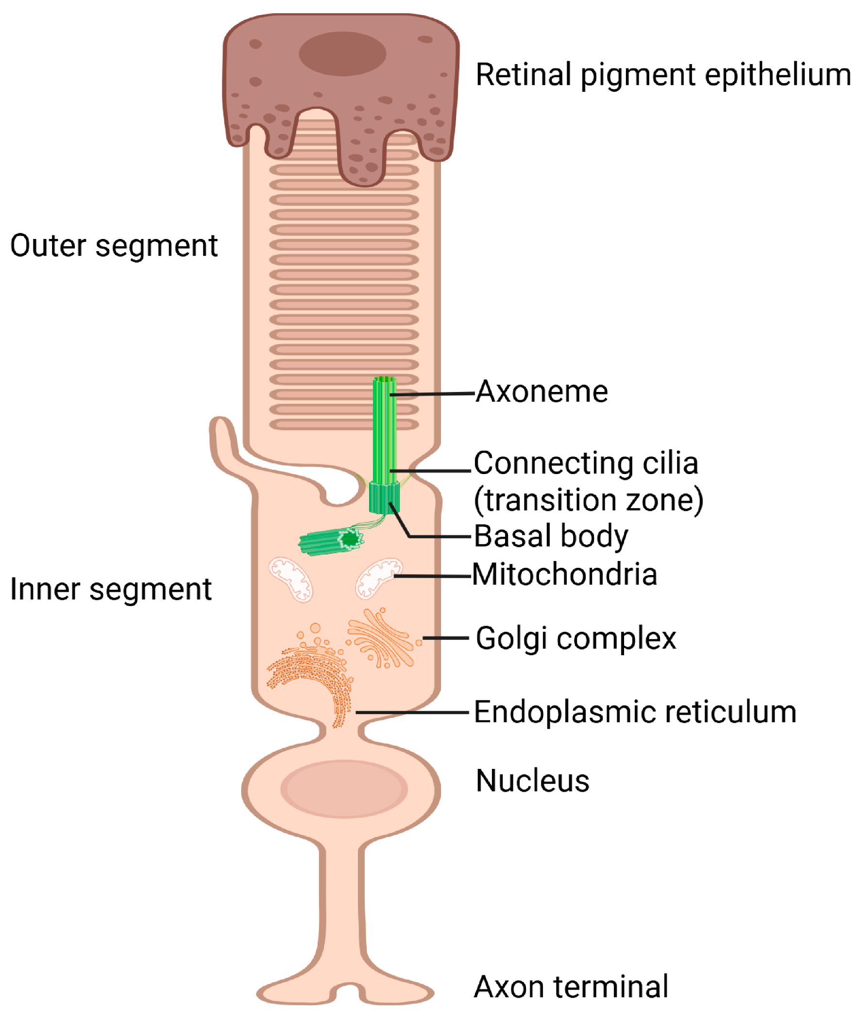Biomolecules 15 00667 g002 Biomolecules 15 00667 g002