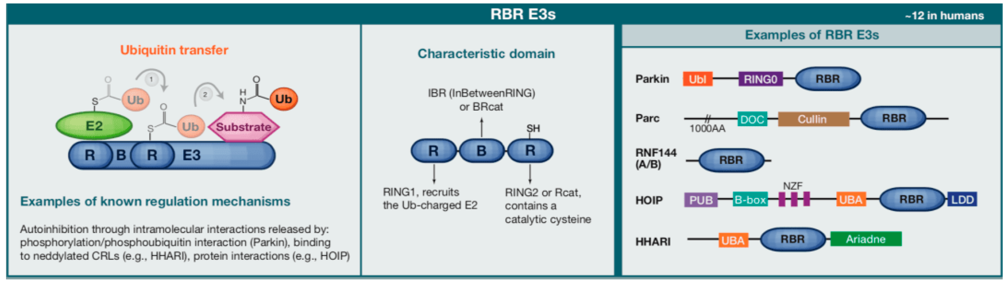 Biomolecules 15 00679 g002 Biomolecules 15 00679 g002