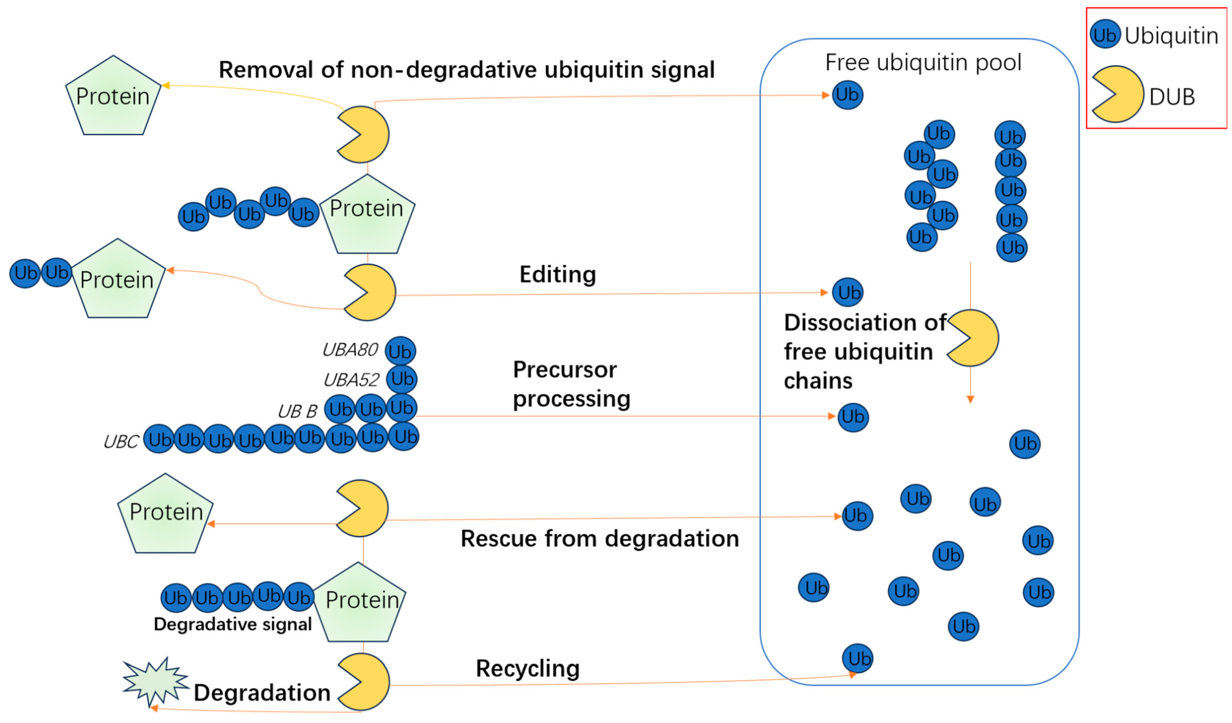 Biomolecules 15 00679 g003 Biomolecules 15 00679 g003
