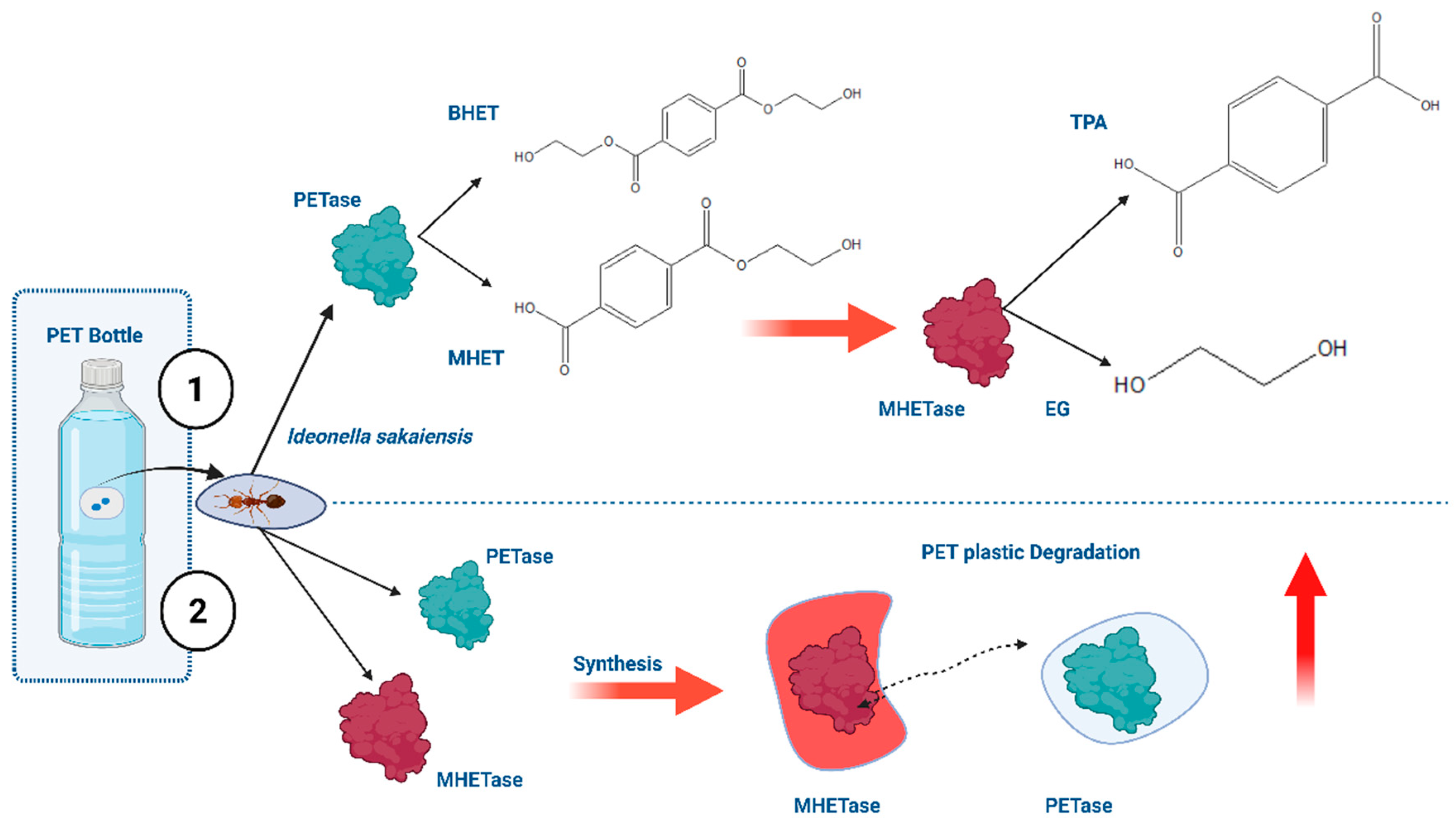 Biomolecules 15 00684 g002