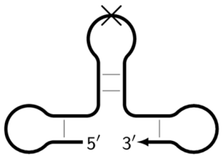 Biomolecules 15 00690 i010