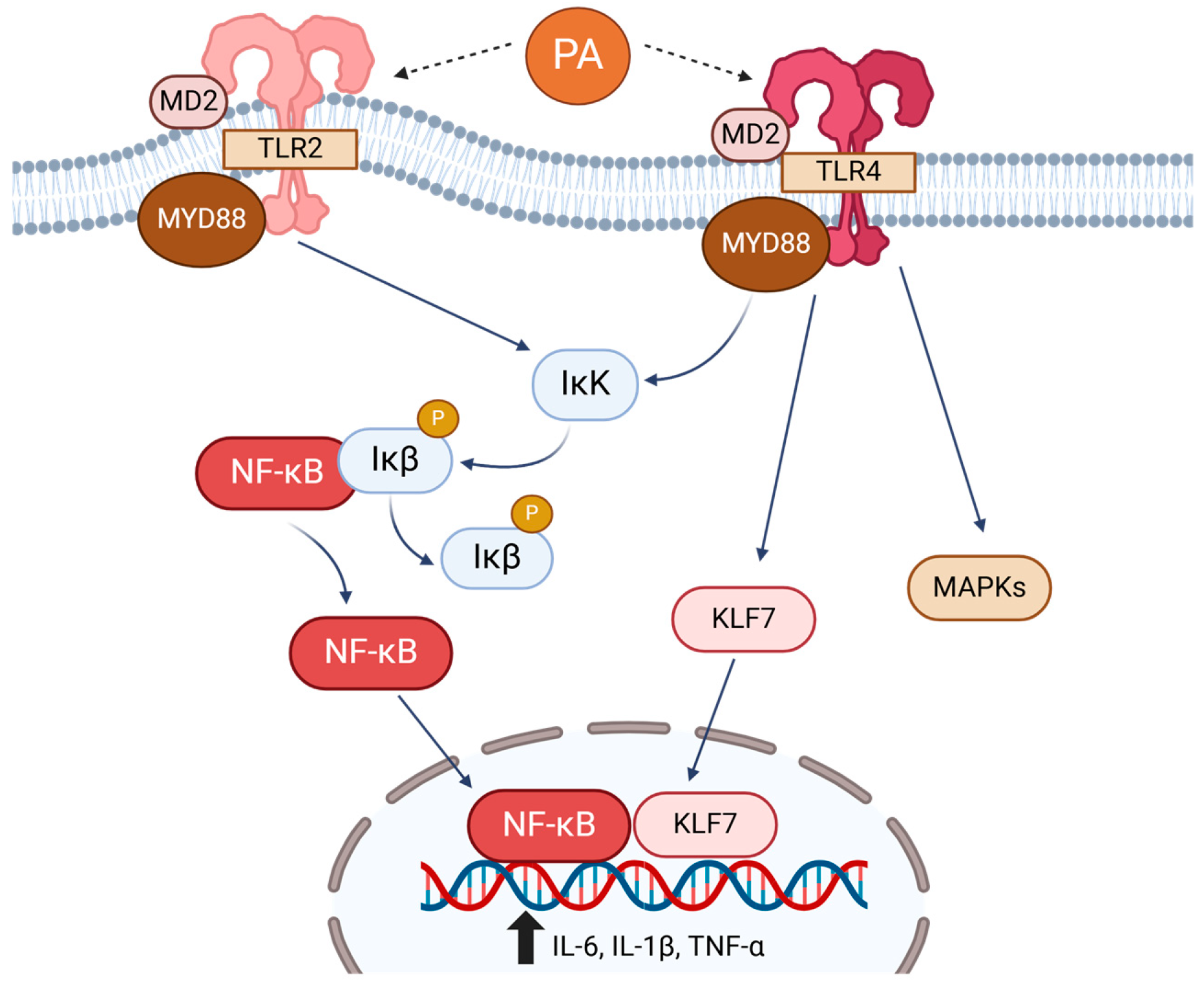 Biomolecules 15 00696 g002