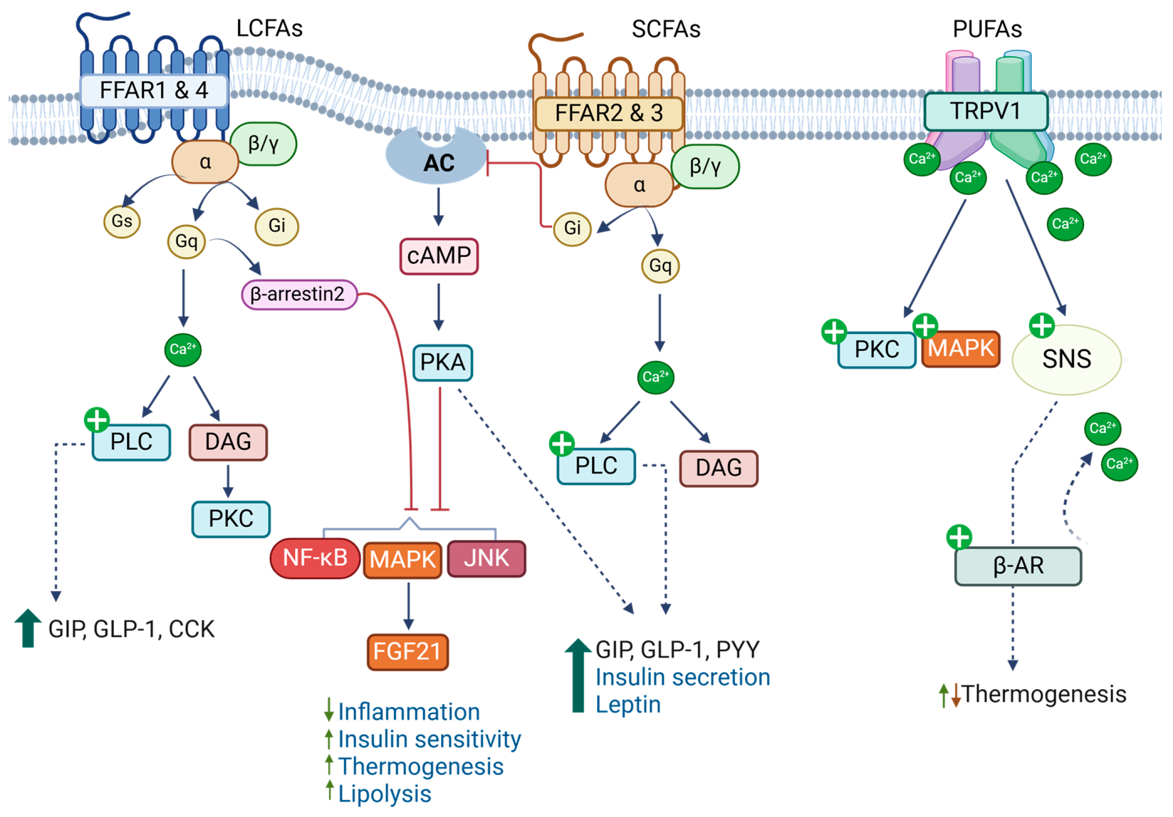 Biomolecules 15 00696 g003
