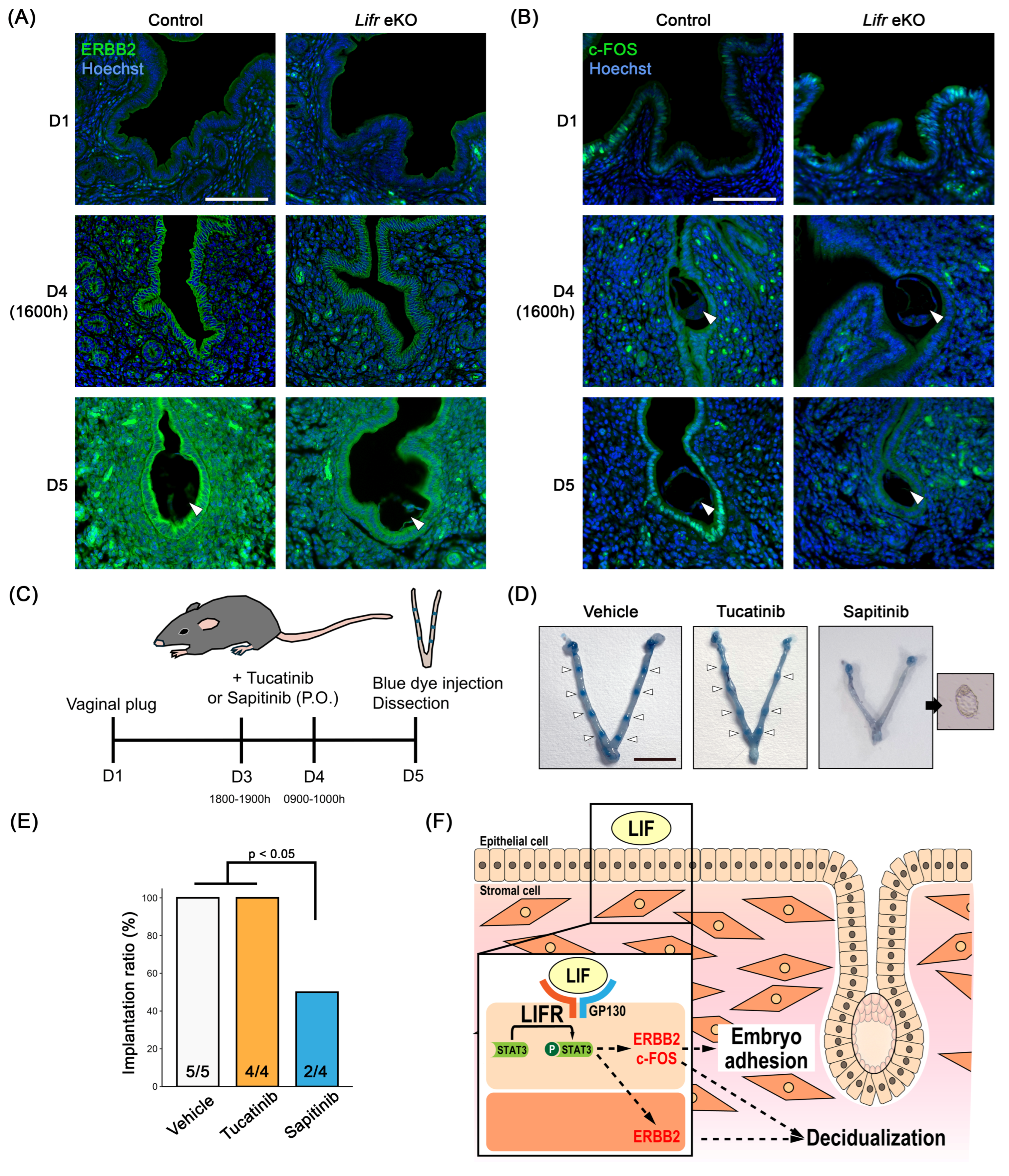 Biomolecules 15 00698 g004
