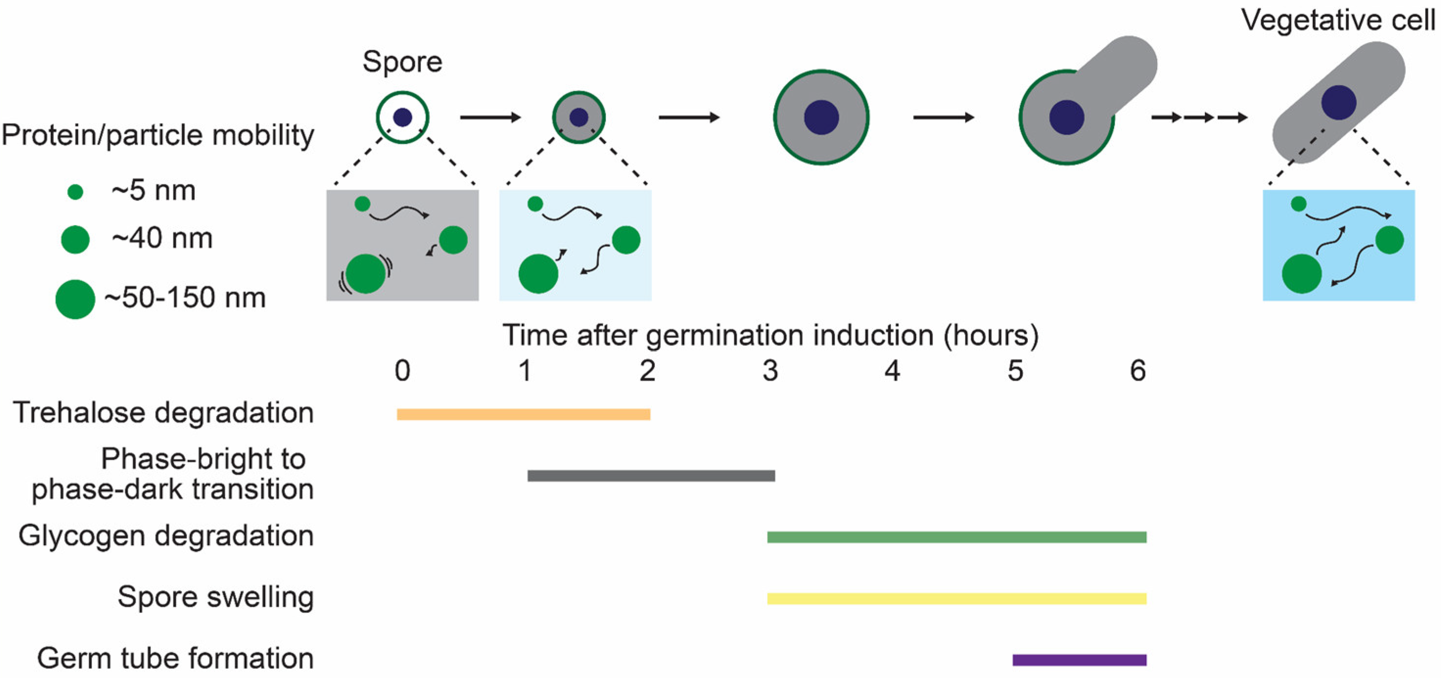 Biomolecules 15 00701 g004