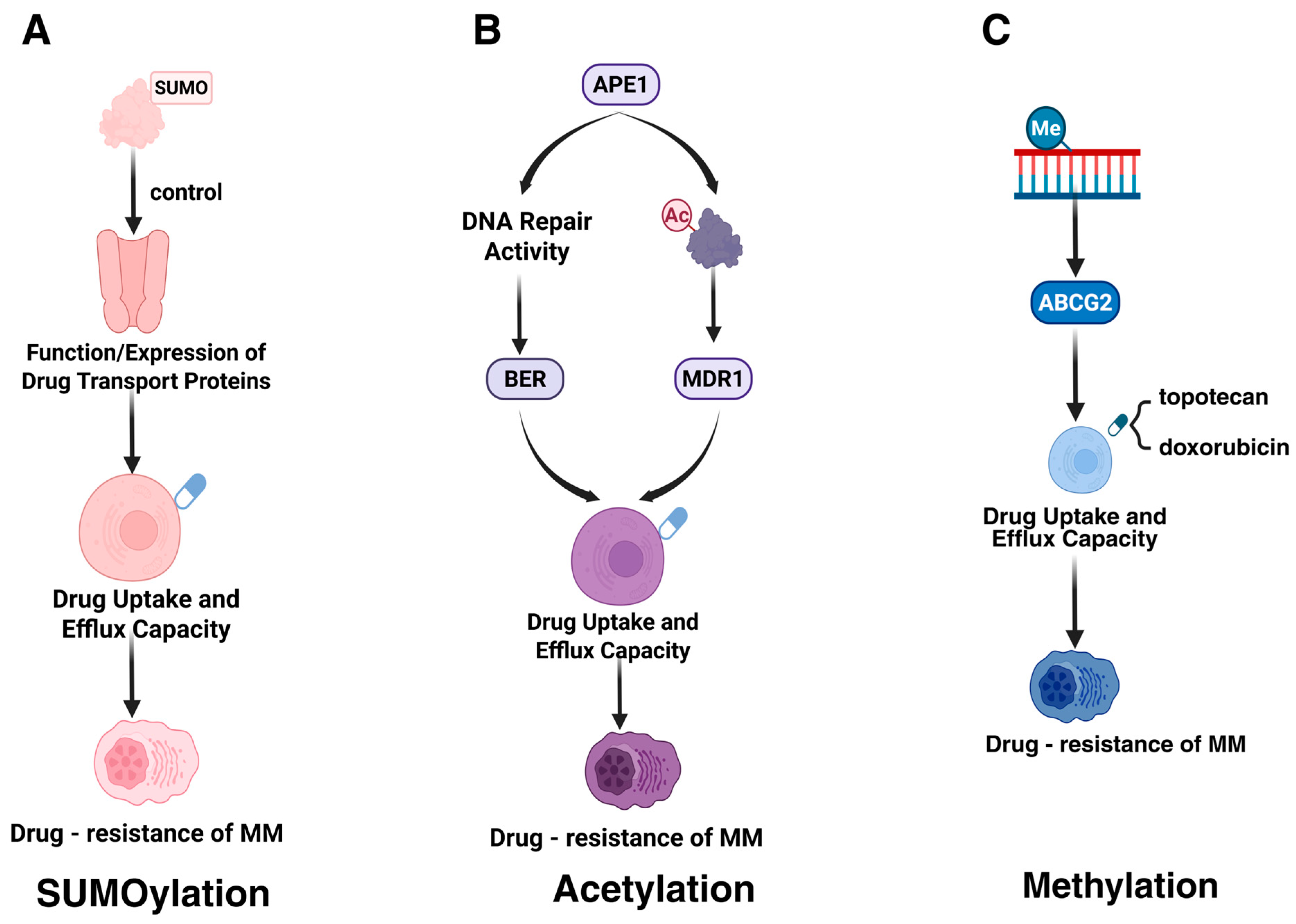 Biomolecules 15 00702 g003