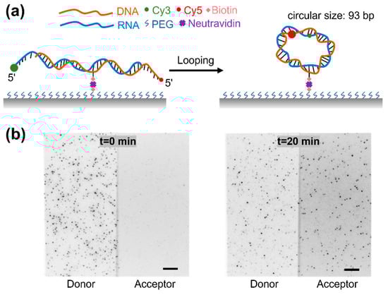Biomolecules 15 00724 g001
