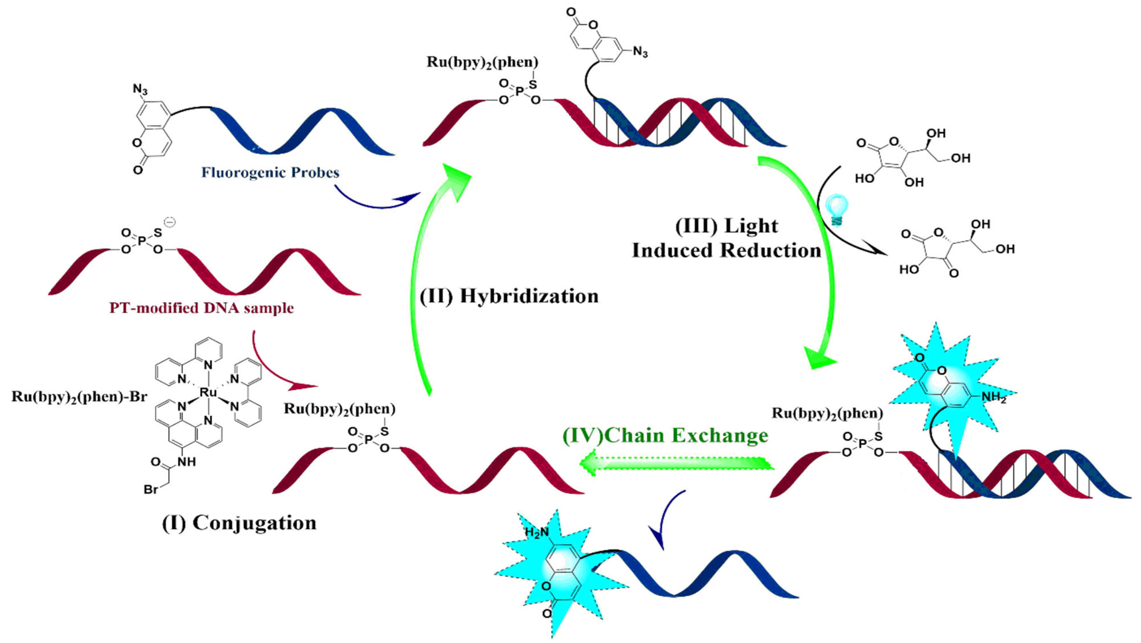 Biomolecules 15 00752 g001