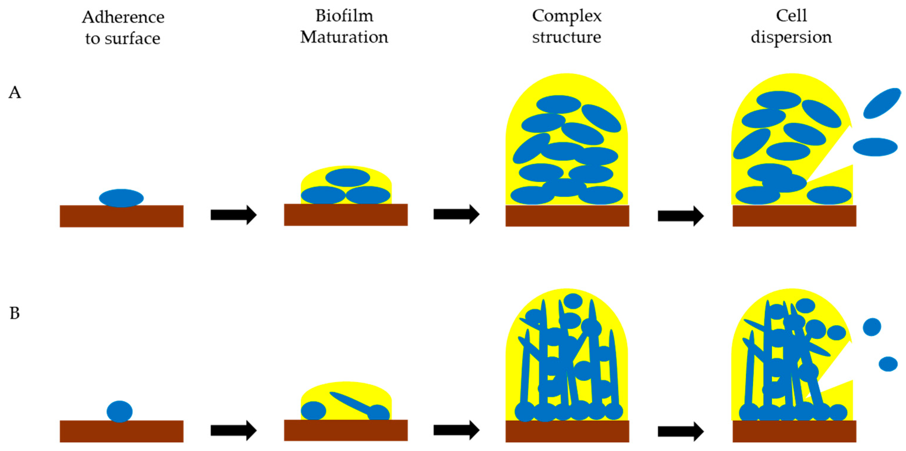 Biomolecules 15 00754 g001
