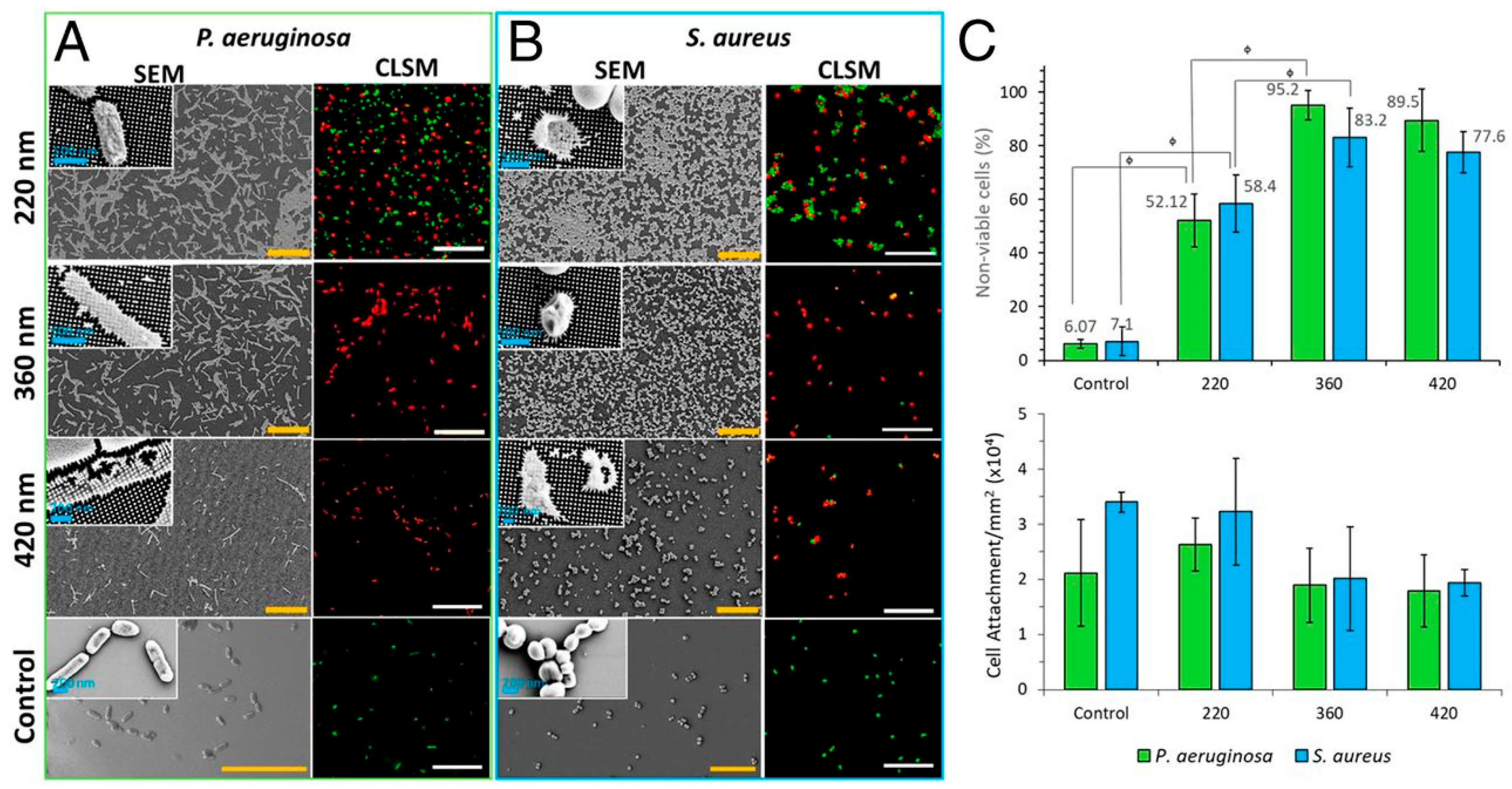 Biomolecules 15 00754 g004