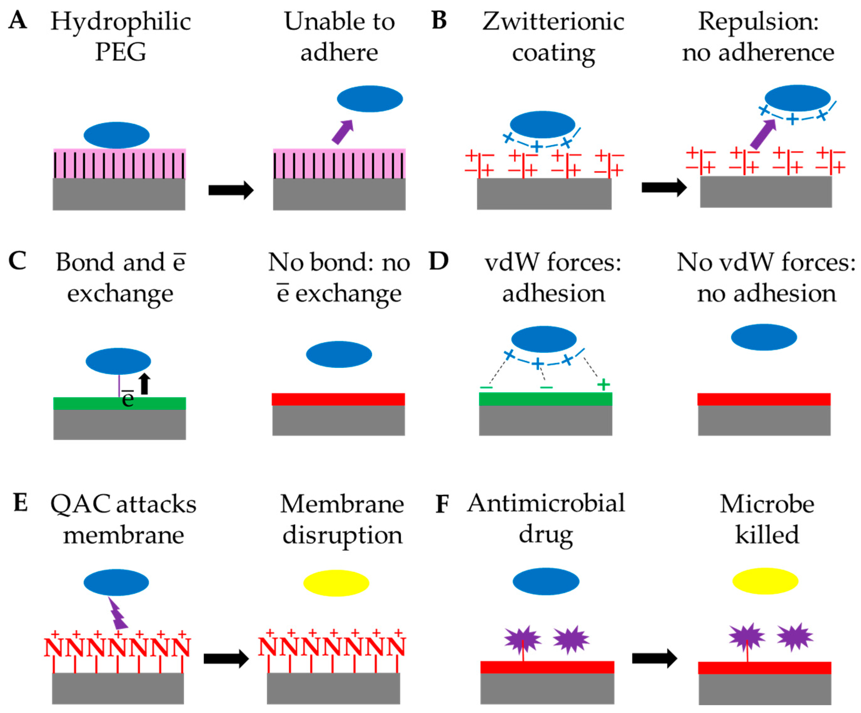 Biomolecules 15 00754 g007