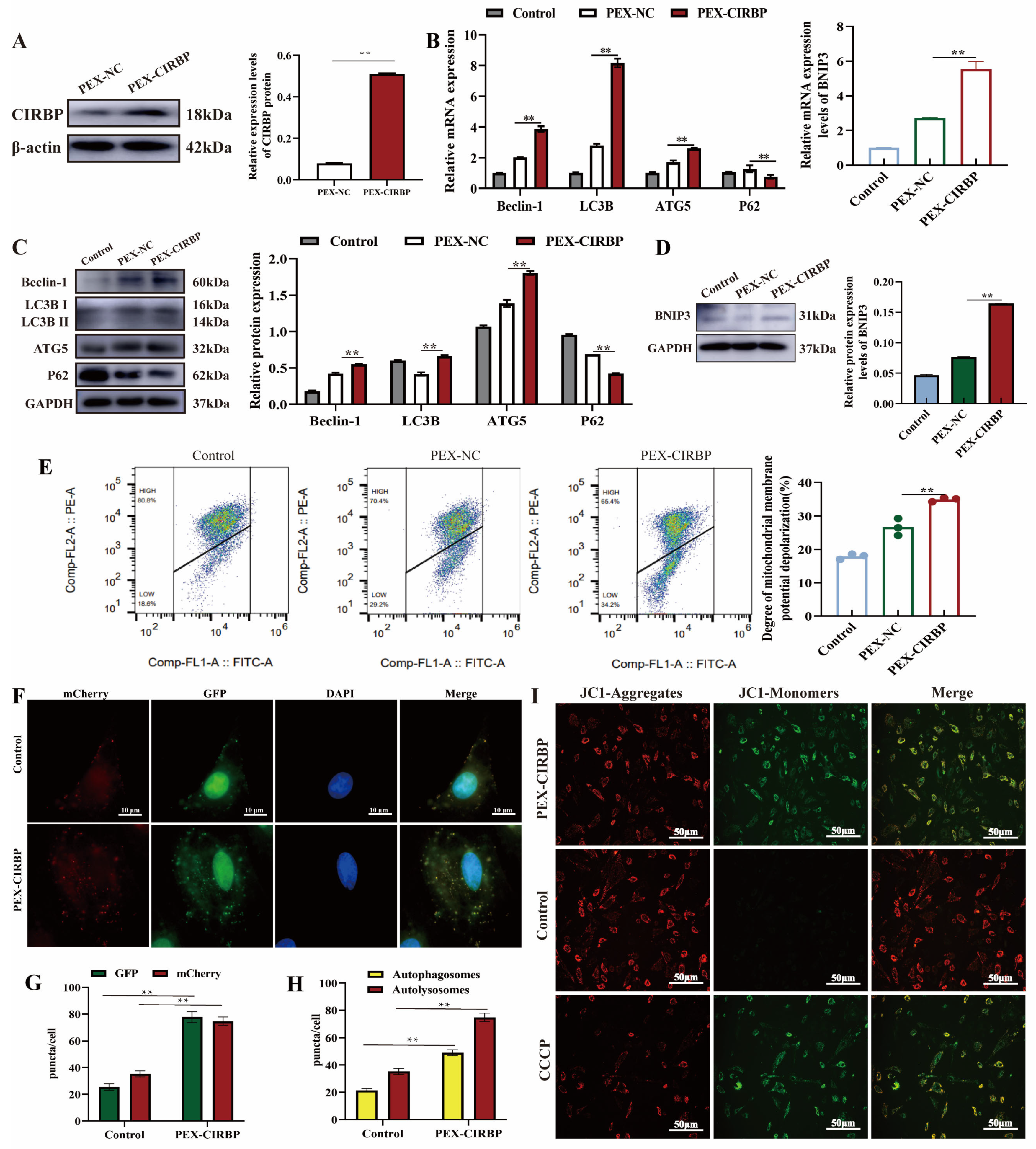 Biomolecules 15 00759 g002 Biomolecules 15 00759 g002
