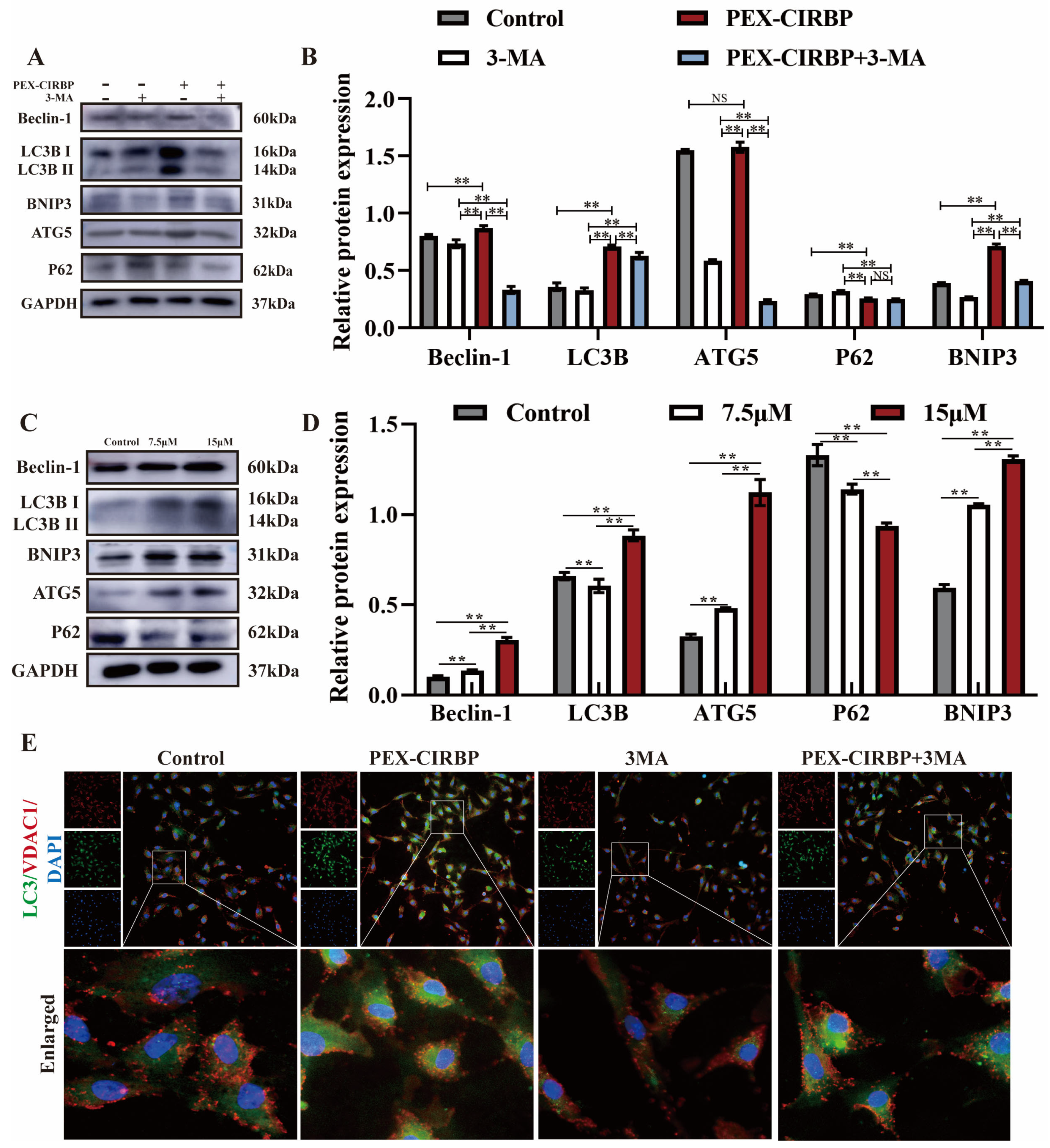 Biomolecules 15 00759 g005 Biomolecules 15 00759 g005