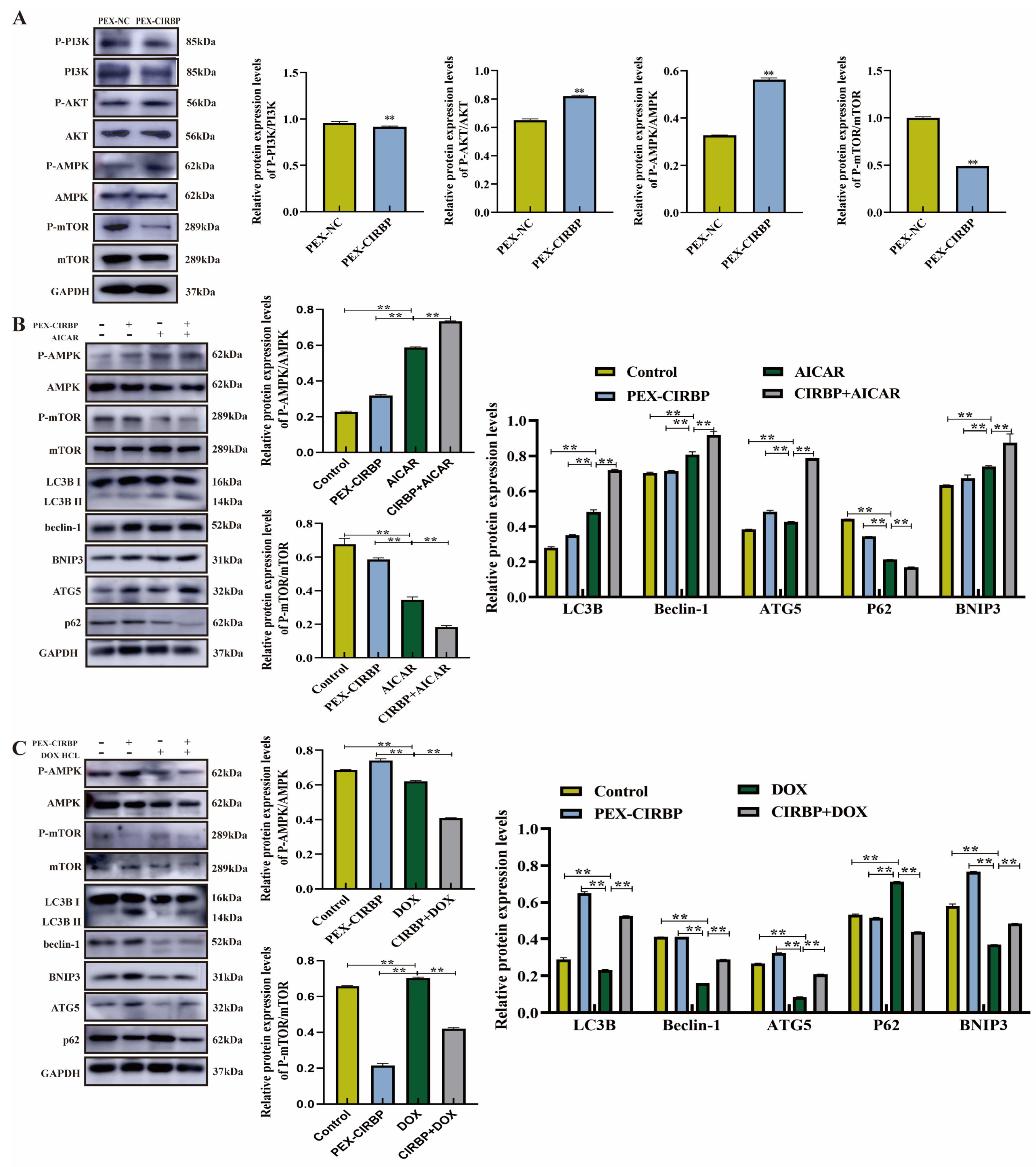 Biomolecules 15 00759 g007 Biomolecules 15 00759 g007