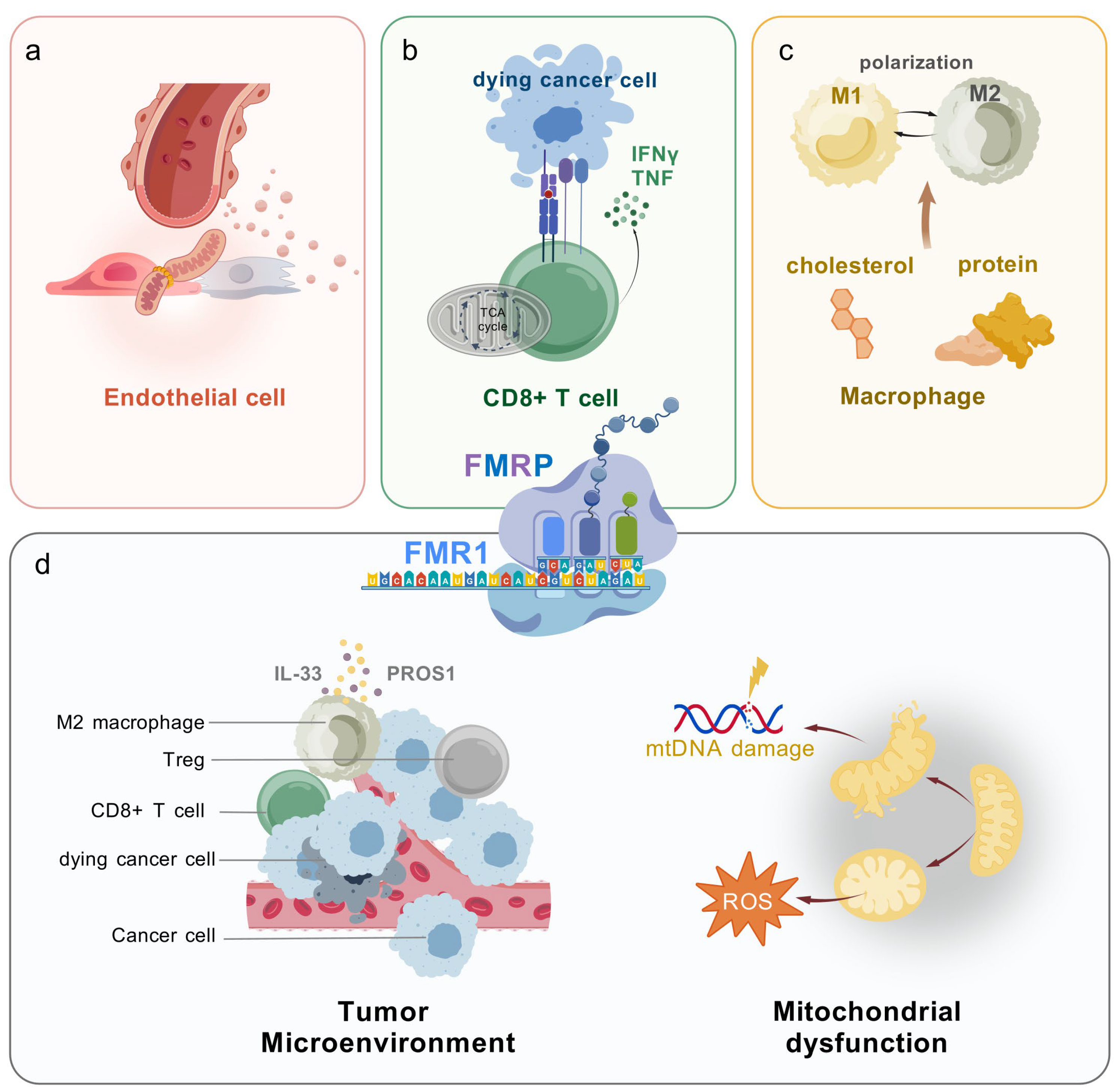 Biomolecules 15 00779 g002