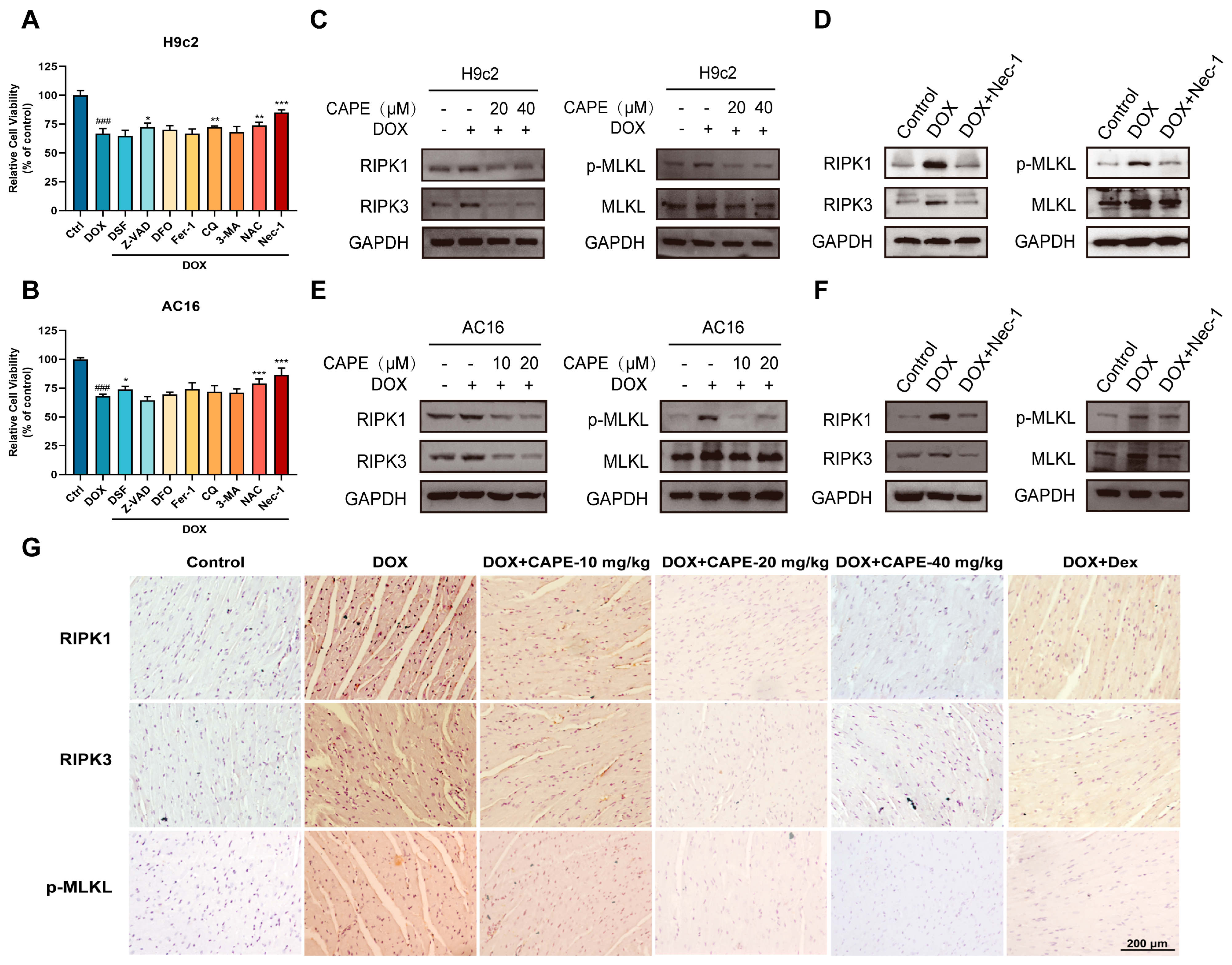Biomolecules 15 00783 g005