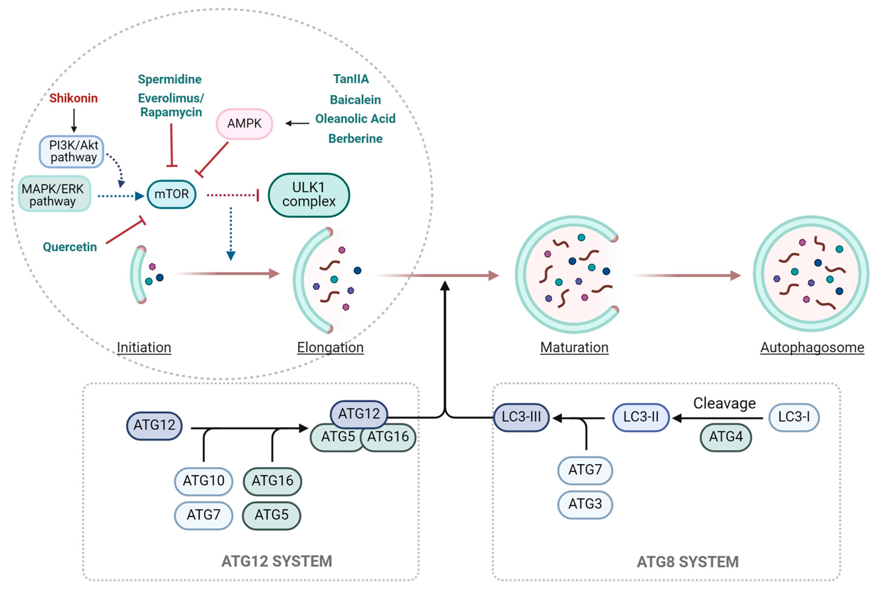 Biomolecules 15 00797 g003 Biomolecules 15 00797 g003
