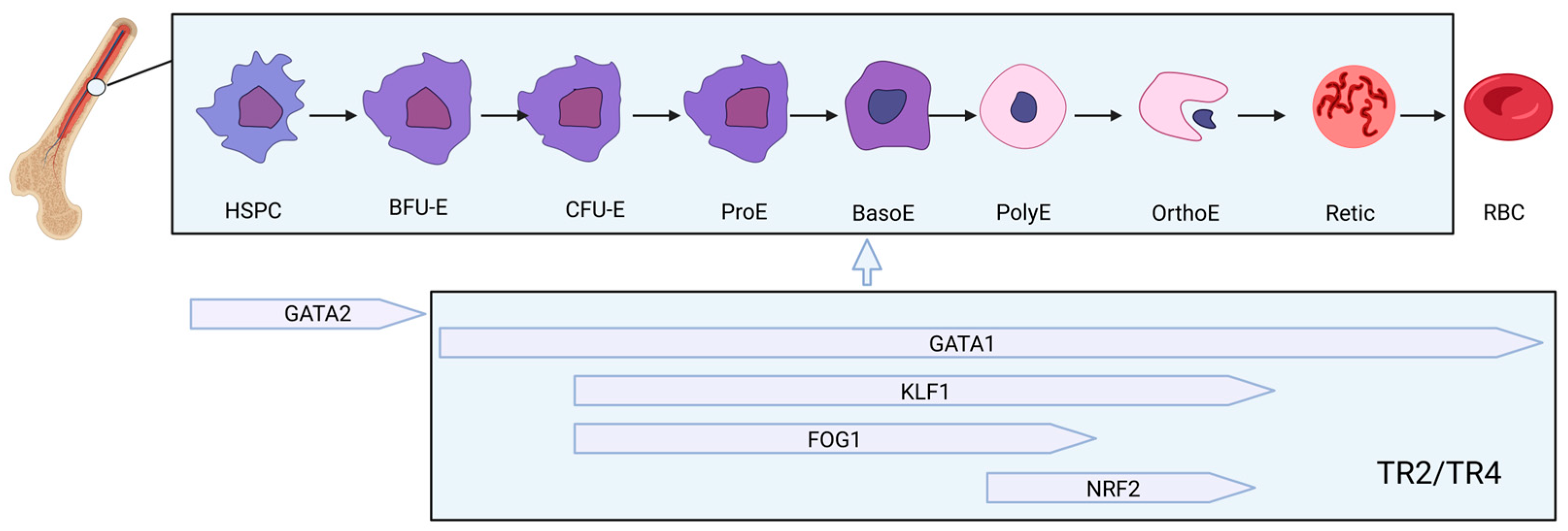 Biomolecules 15 00798 g002 Biomolecules 15 00798 g002