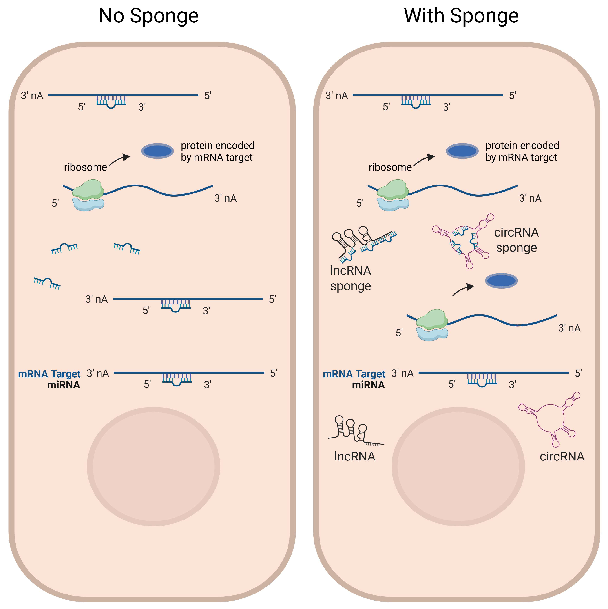 Biomolecules 15 00800 g002