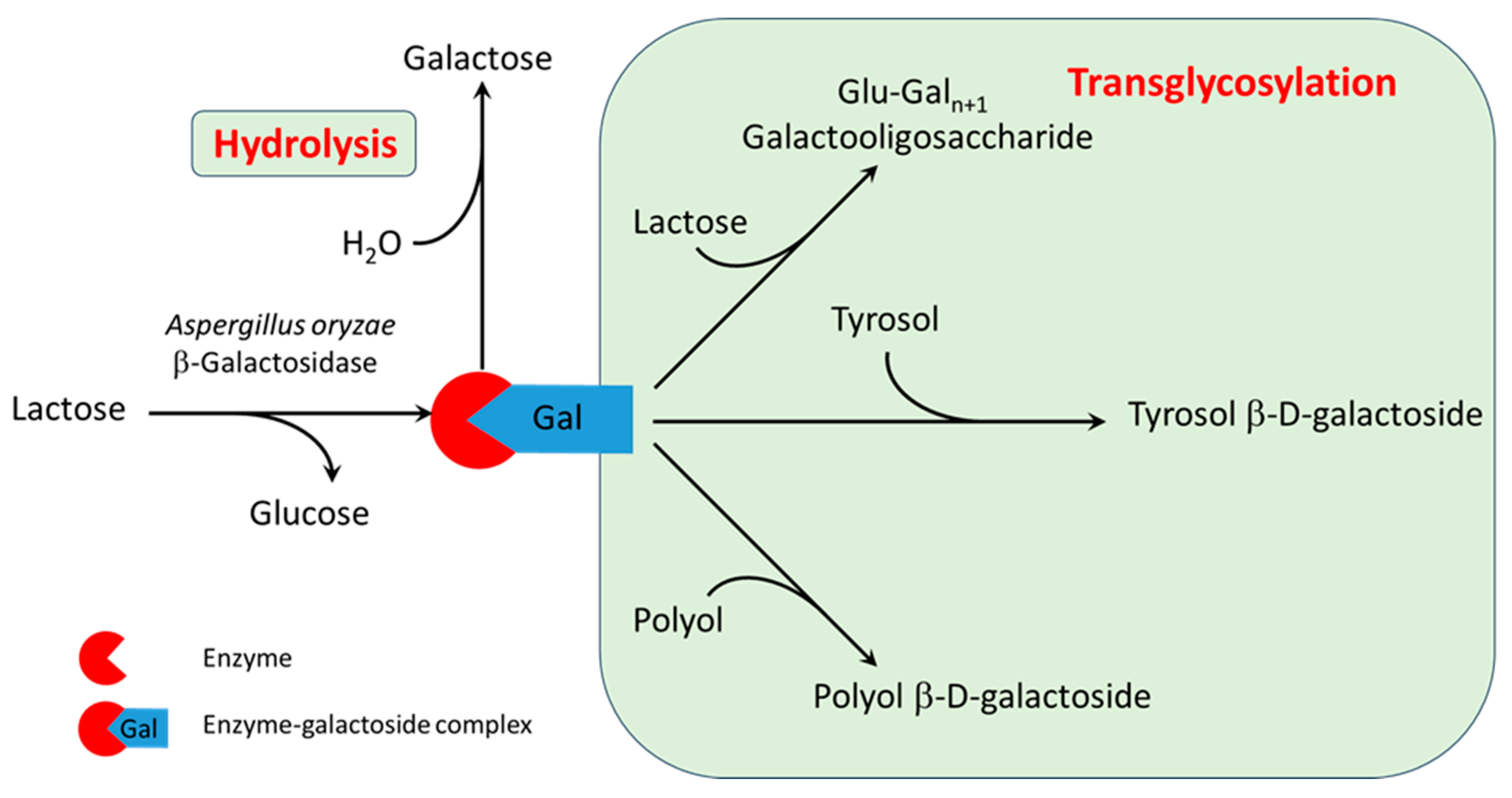 Biomolecules 15 00801 g001 Biomolecules 15 00801 g001