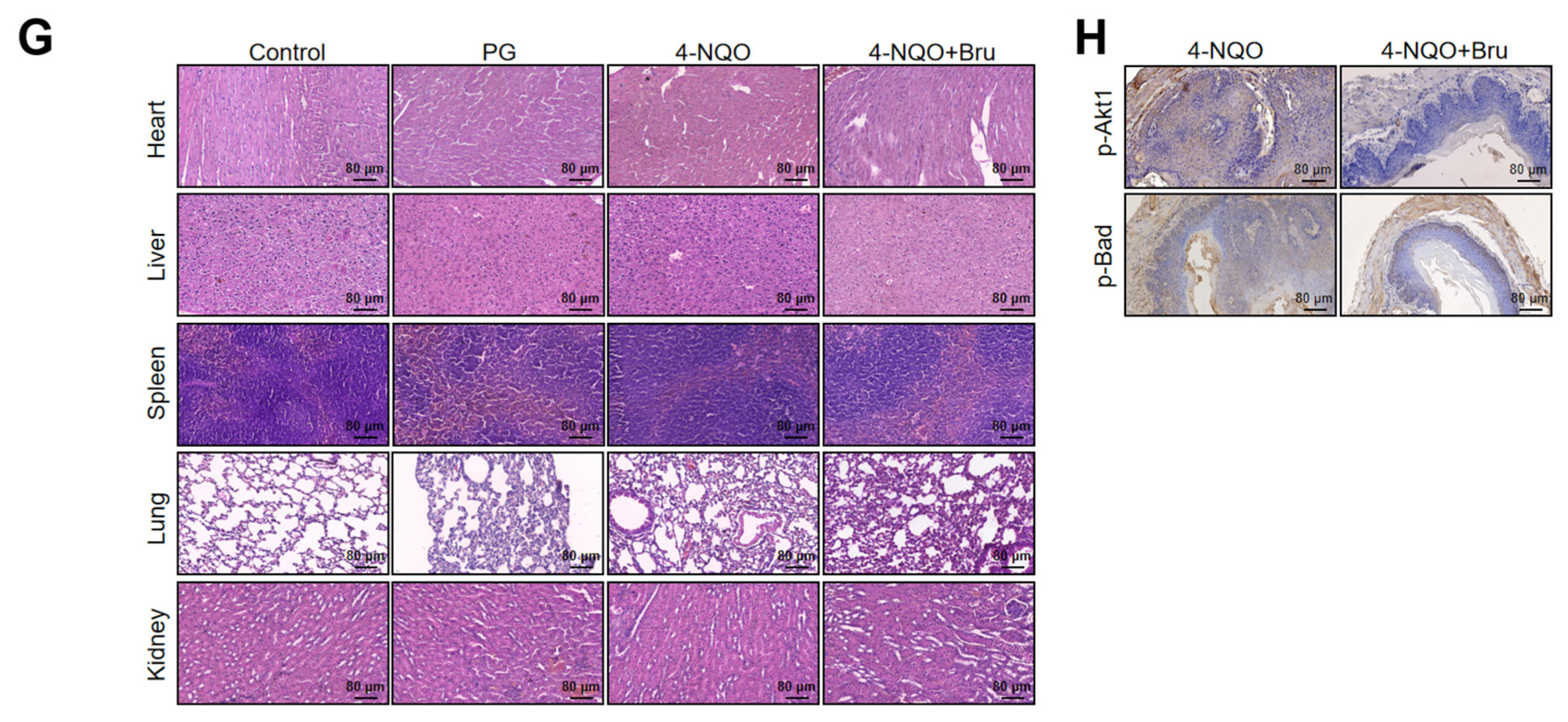 Biomolecules 15 00812 g008b
