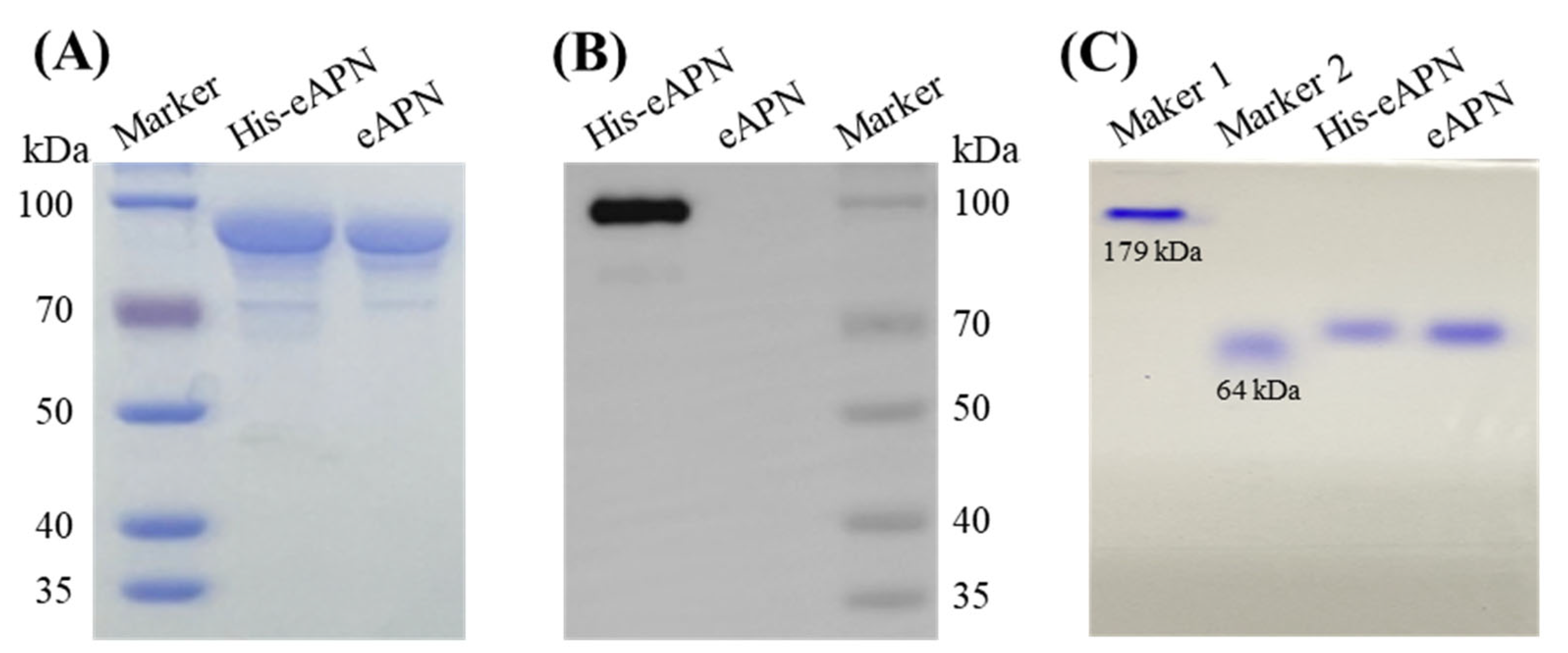 Biomolecules 15 00822 g003