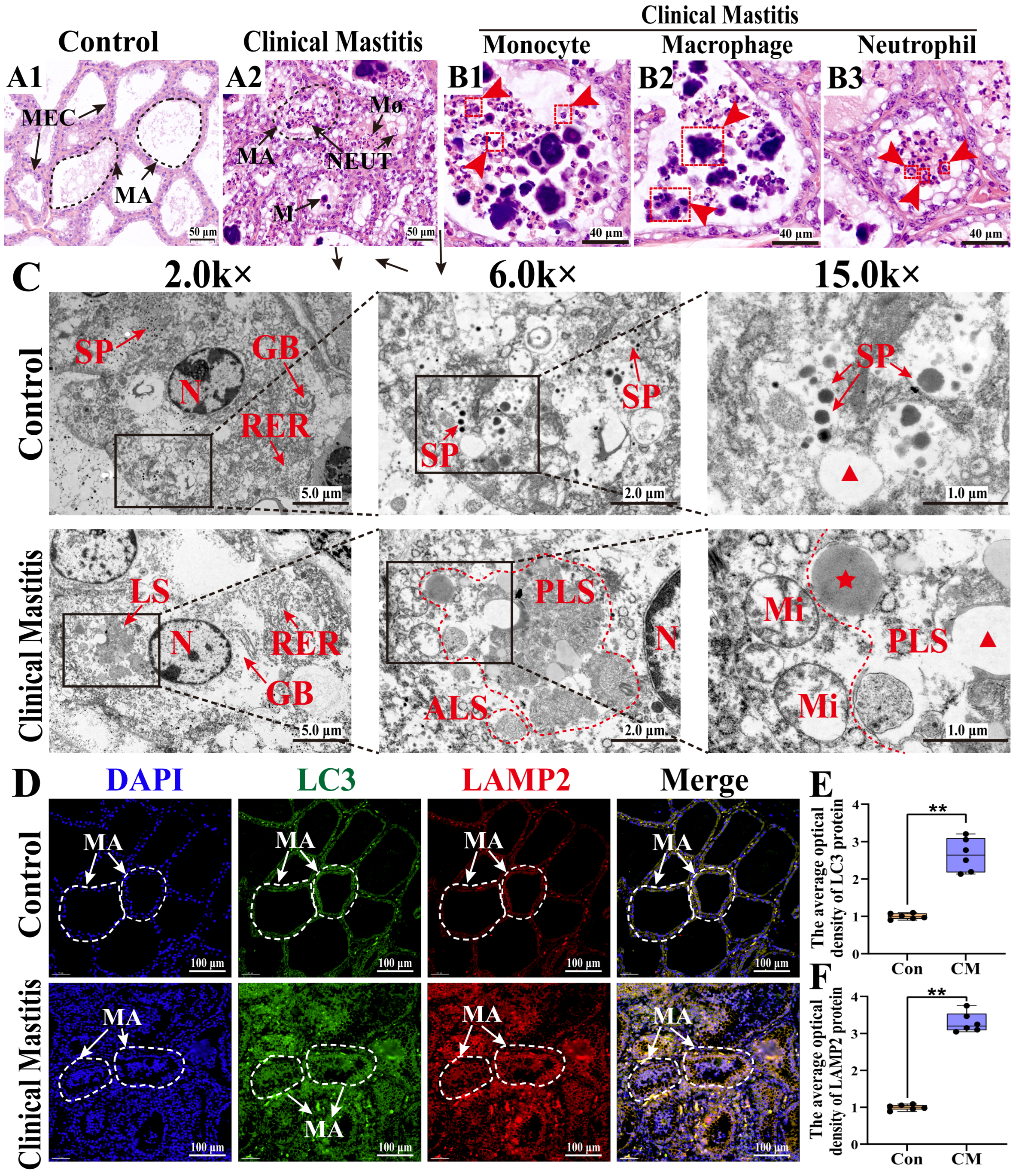 Biomolecules 15 00827 g002