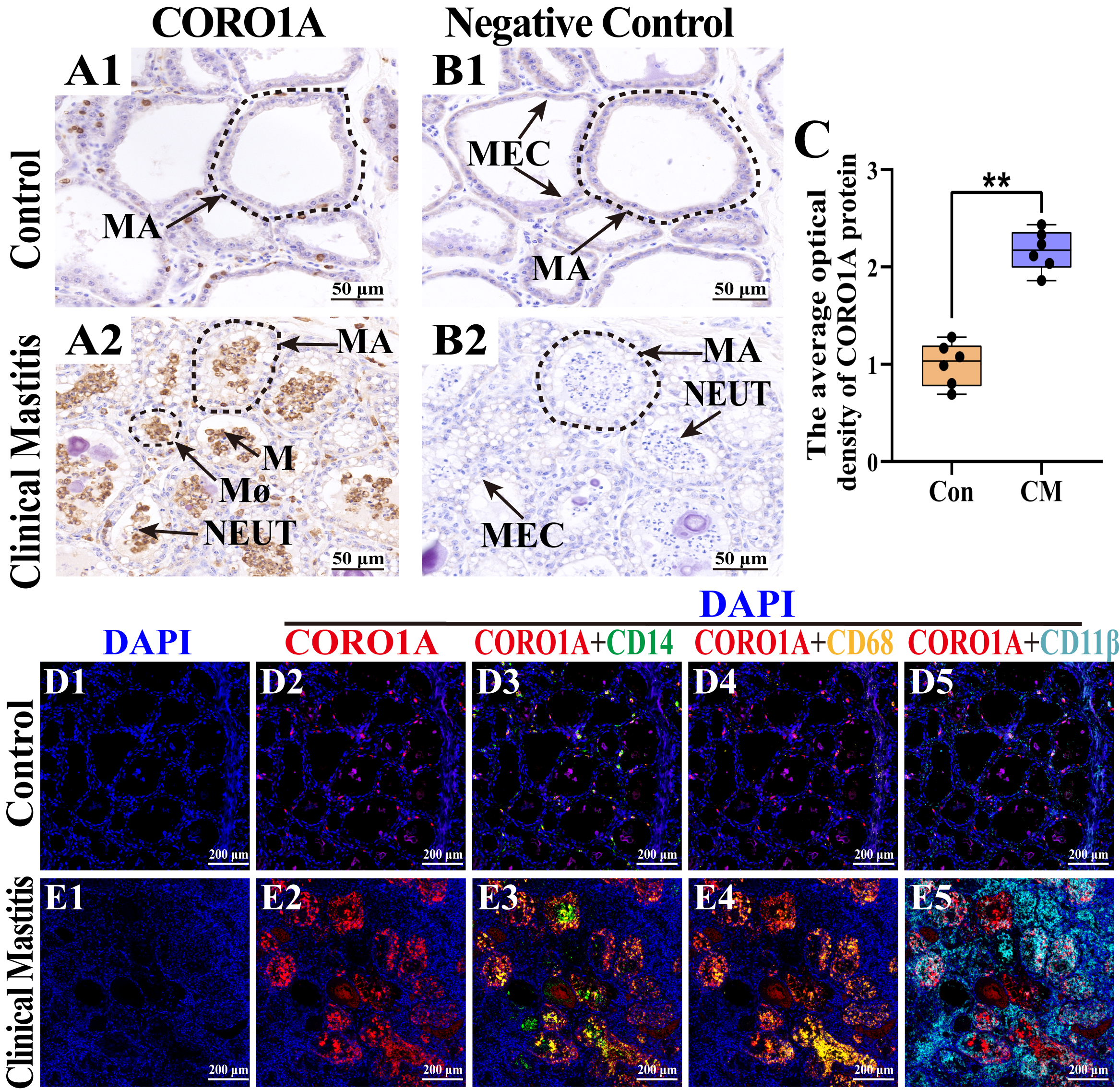 Biomolecules 15 00827 g006