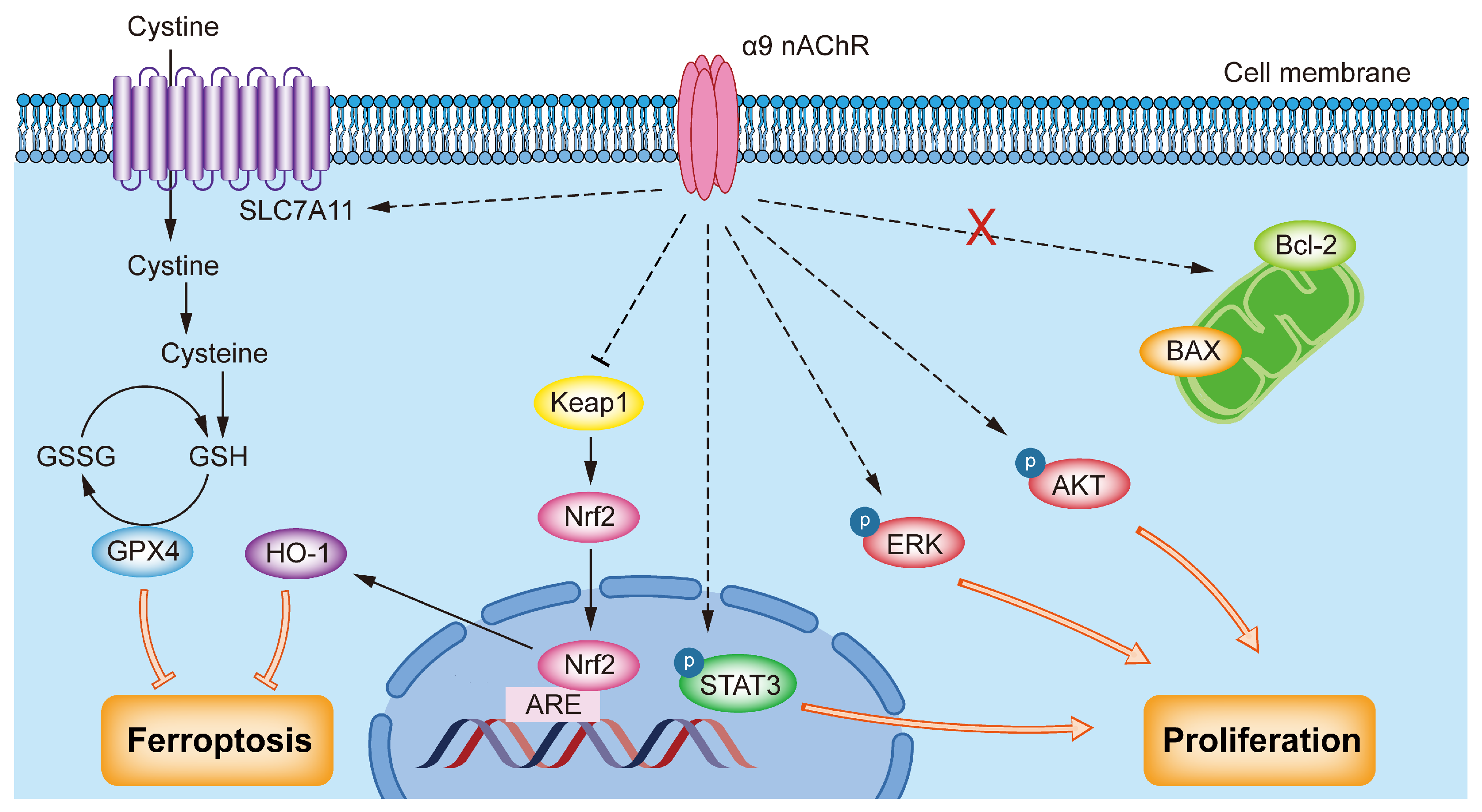 Biomolecules 15 00835 g007 Biomolecules 15 00835 g007